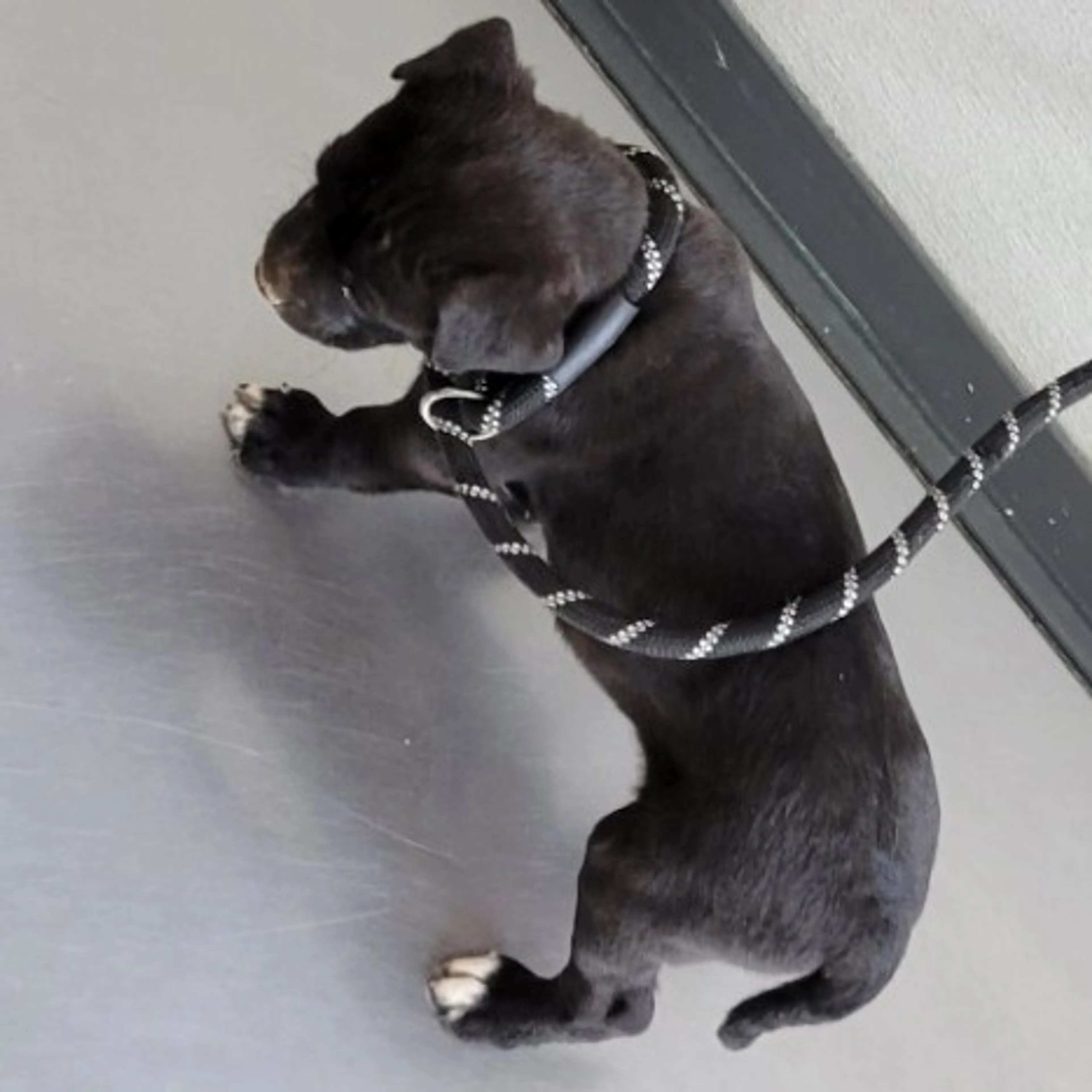 Found pet-2