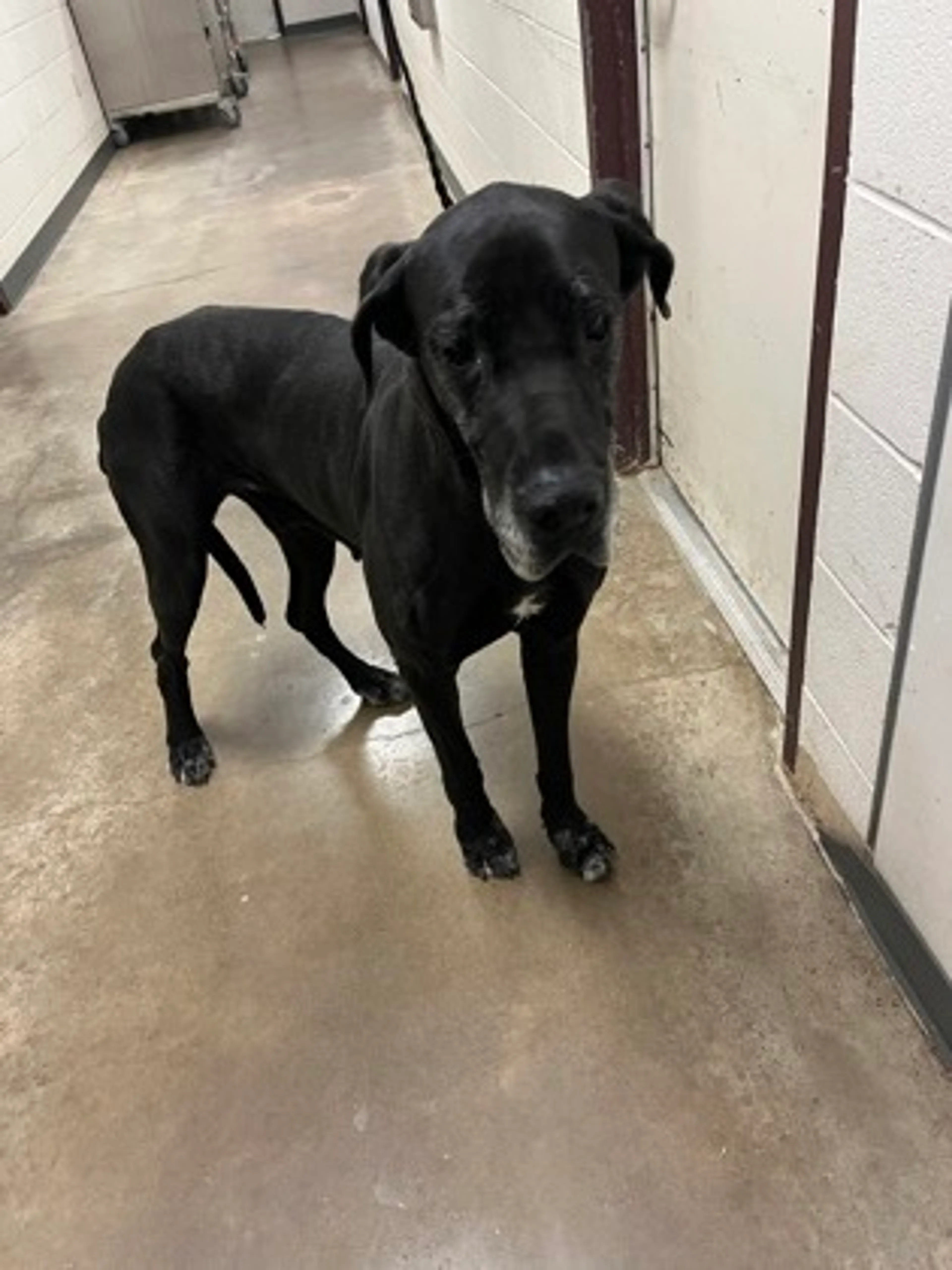 Found pet