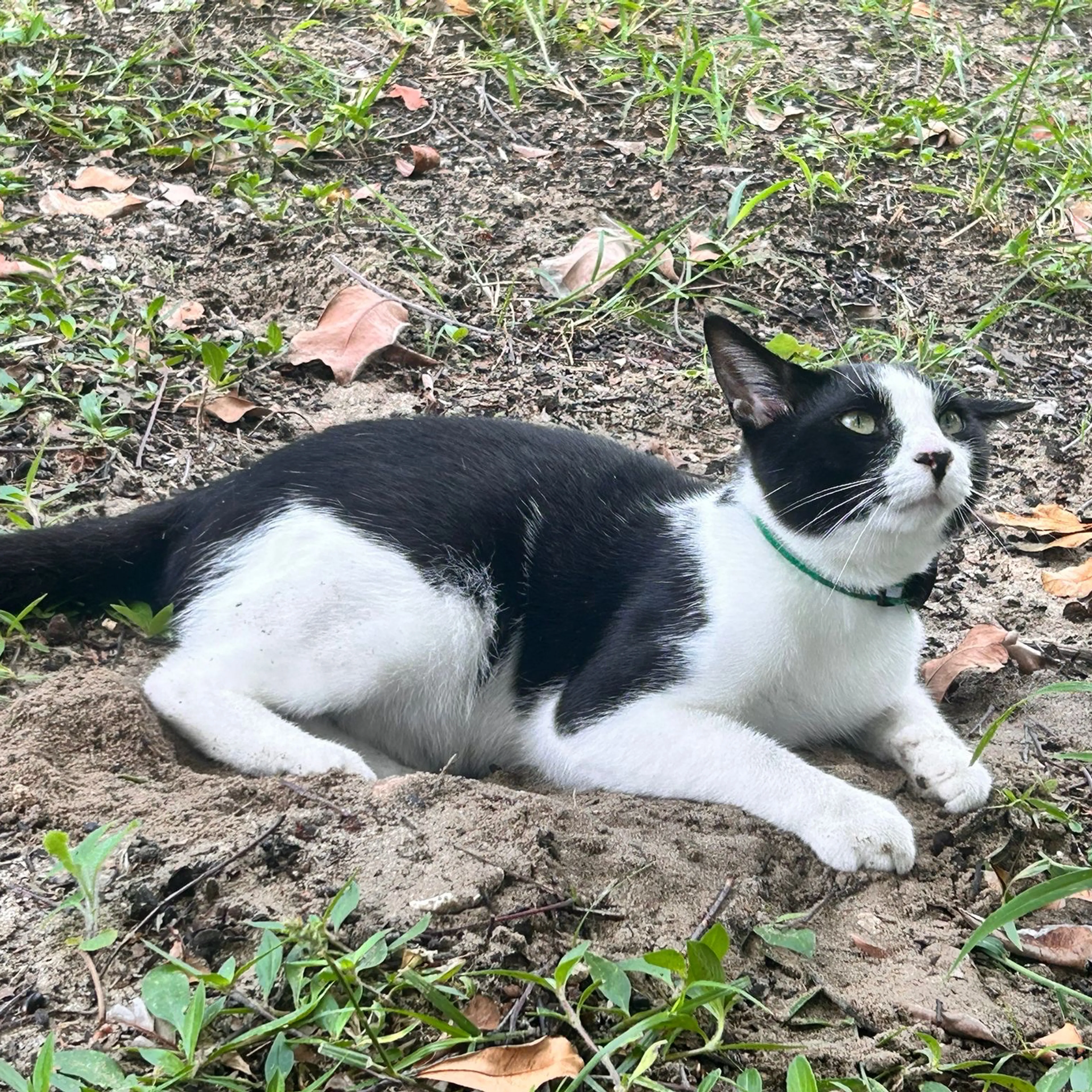 Lost pet-1