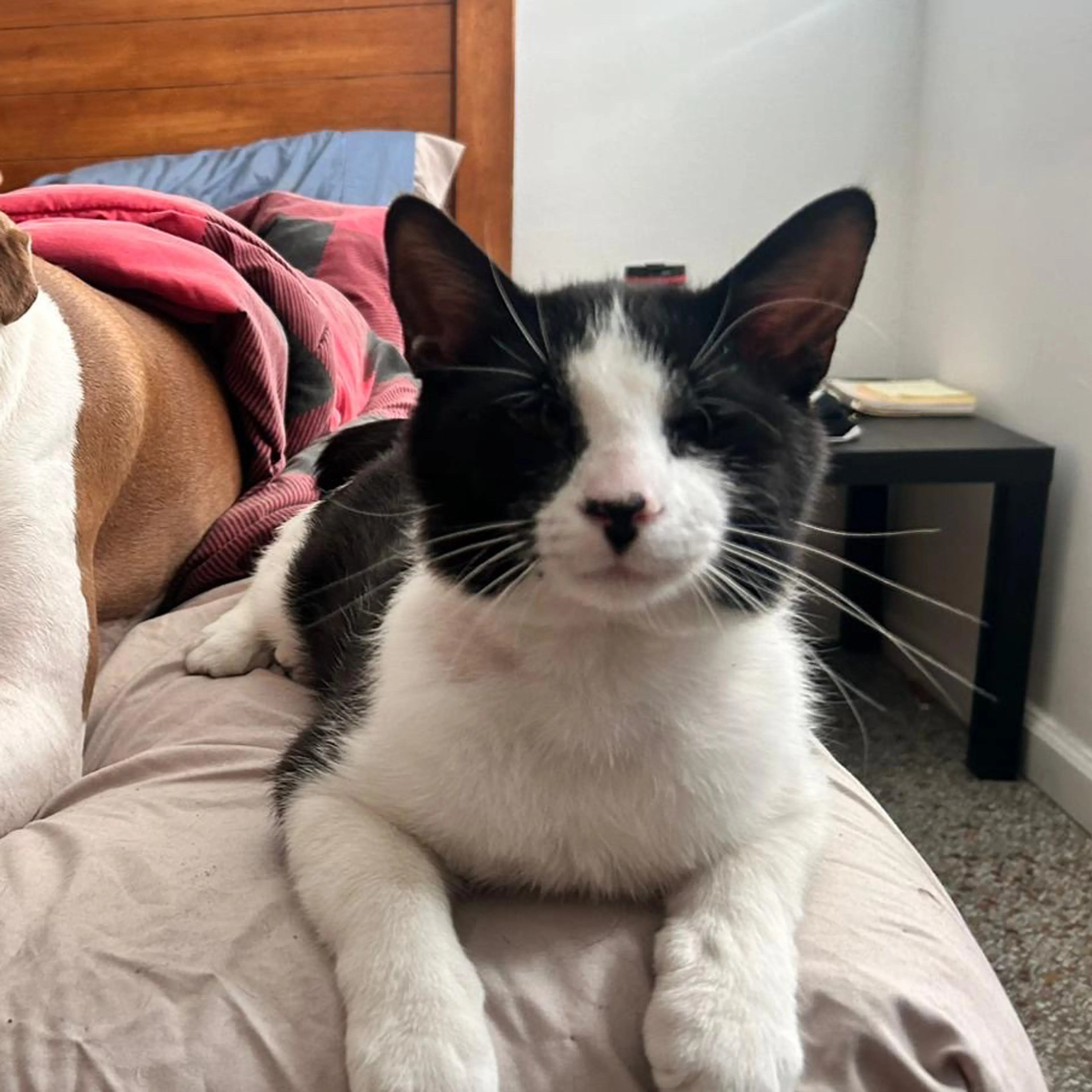 Lost pet-2
