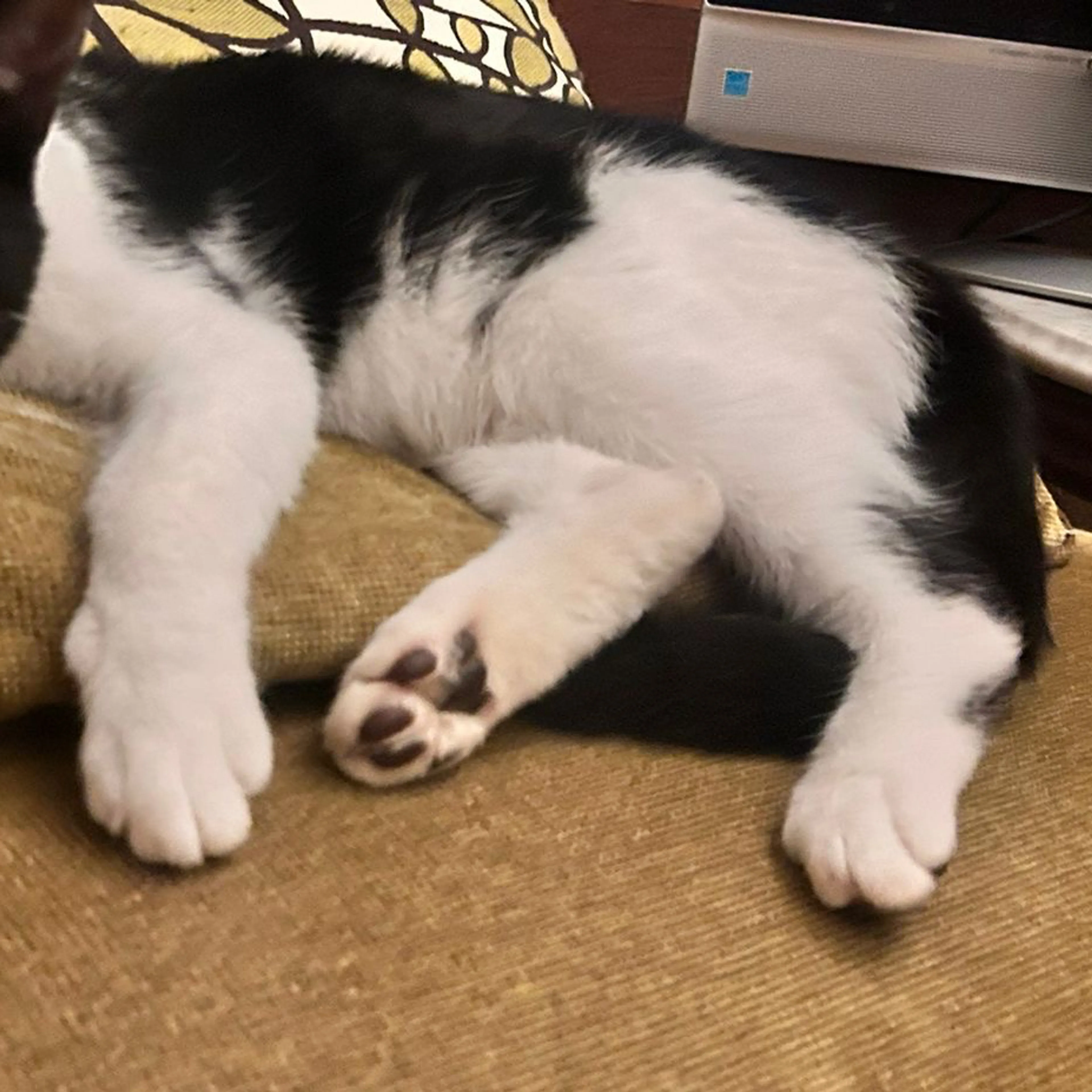 Lost pet-3