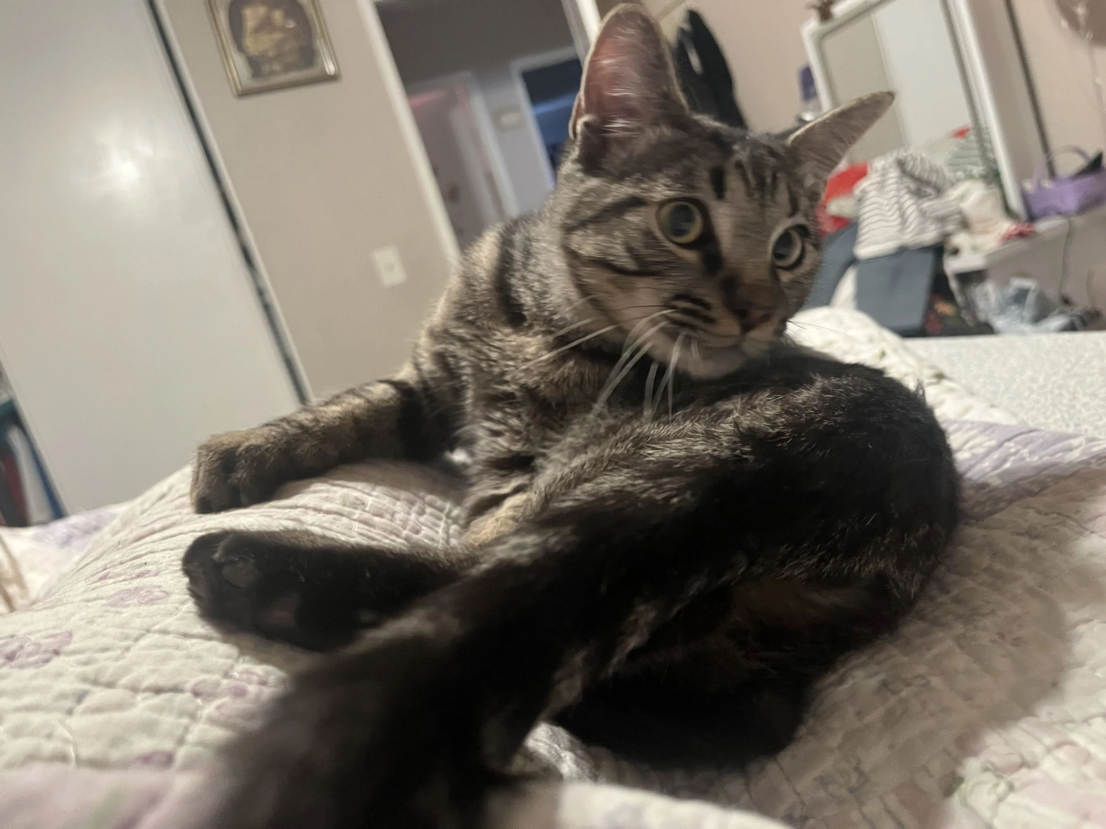 Lost pet-0