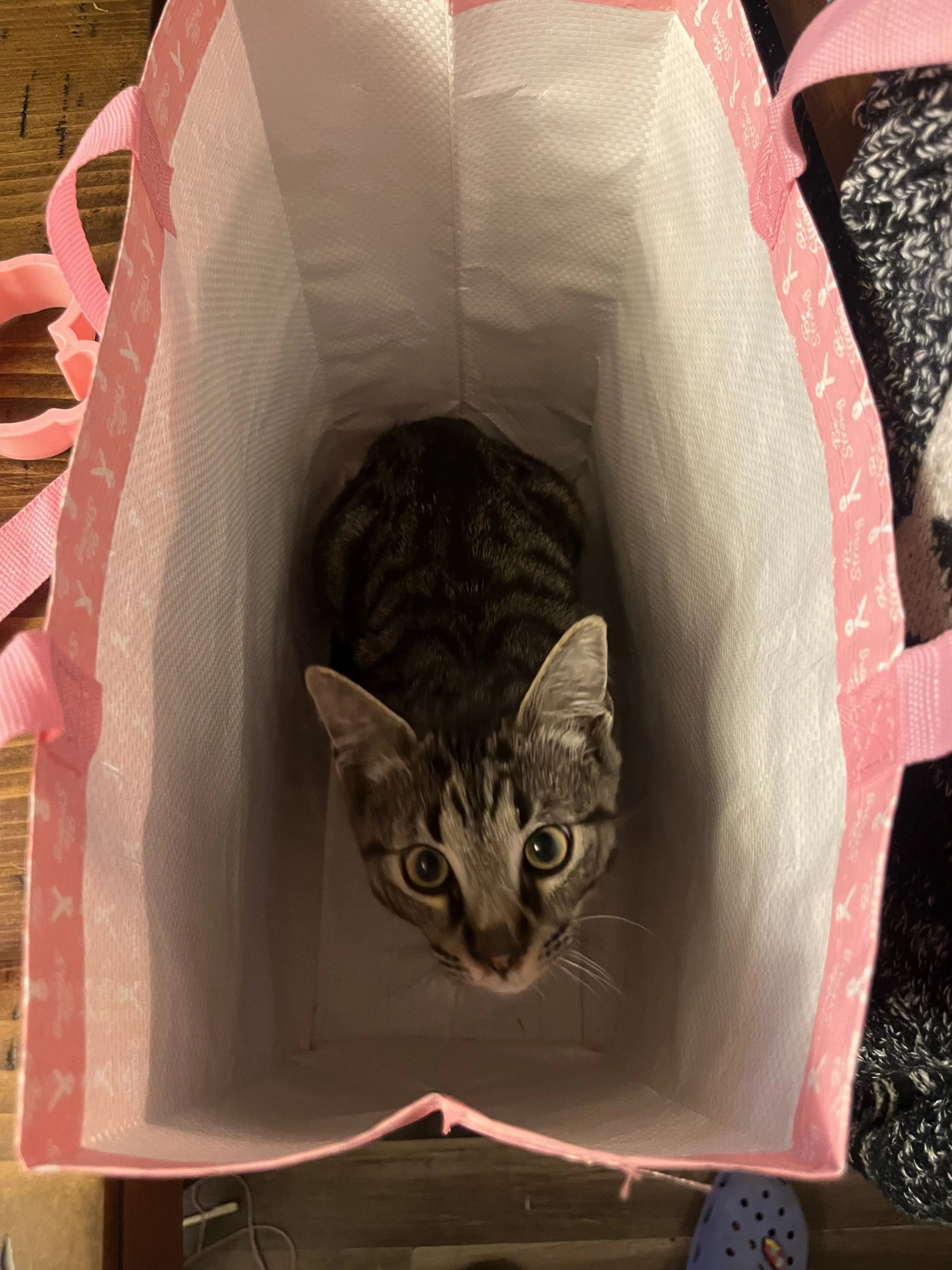 Lost pet-2