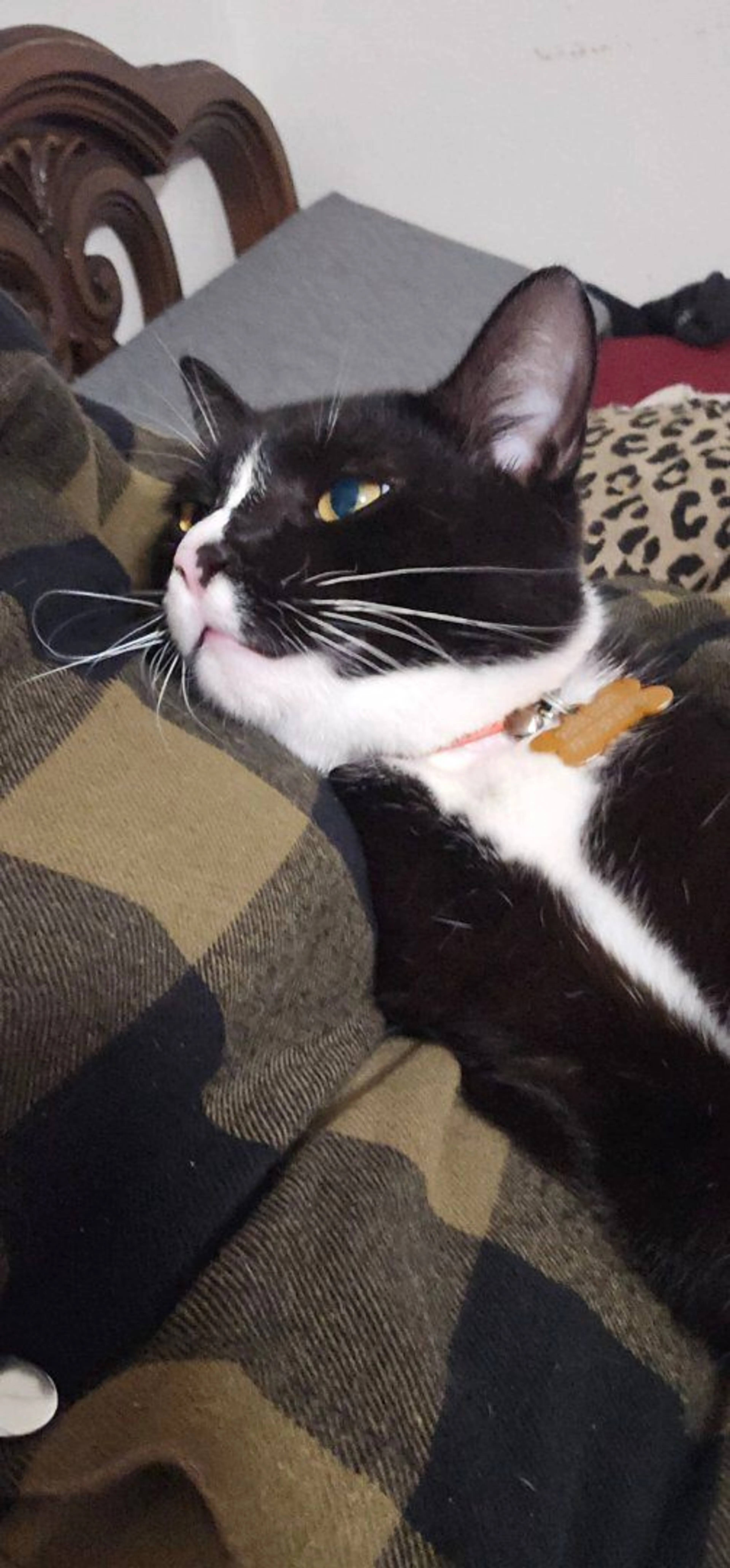 Lost pet-4