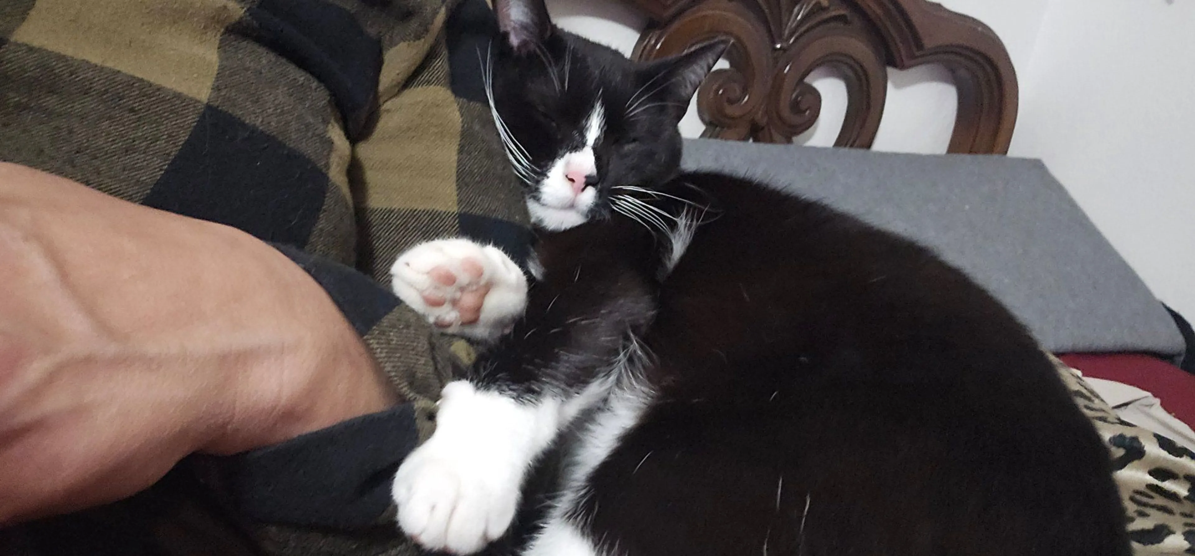 Lost pet-3