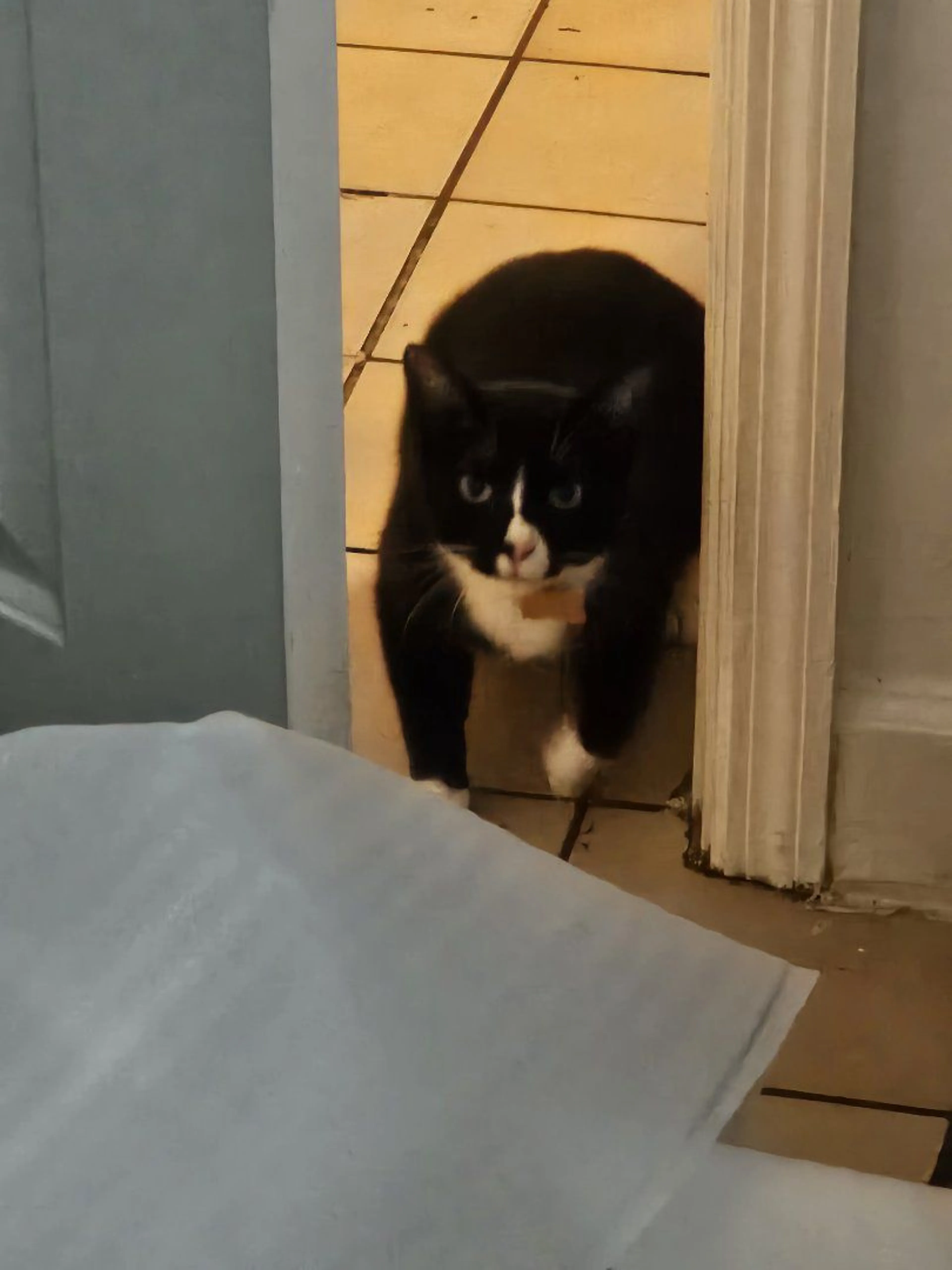 Lost pet-2