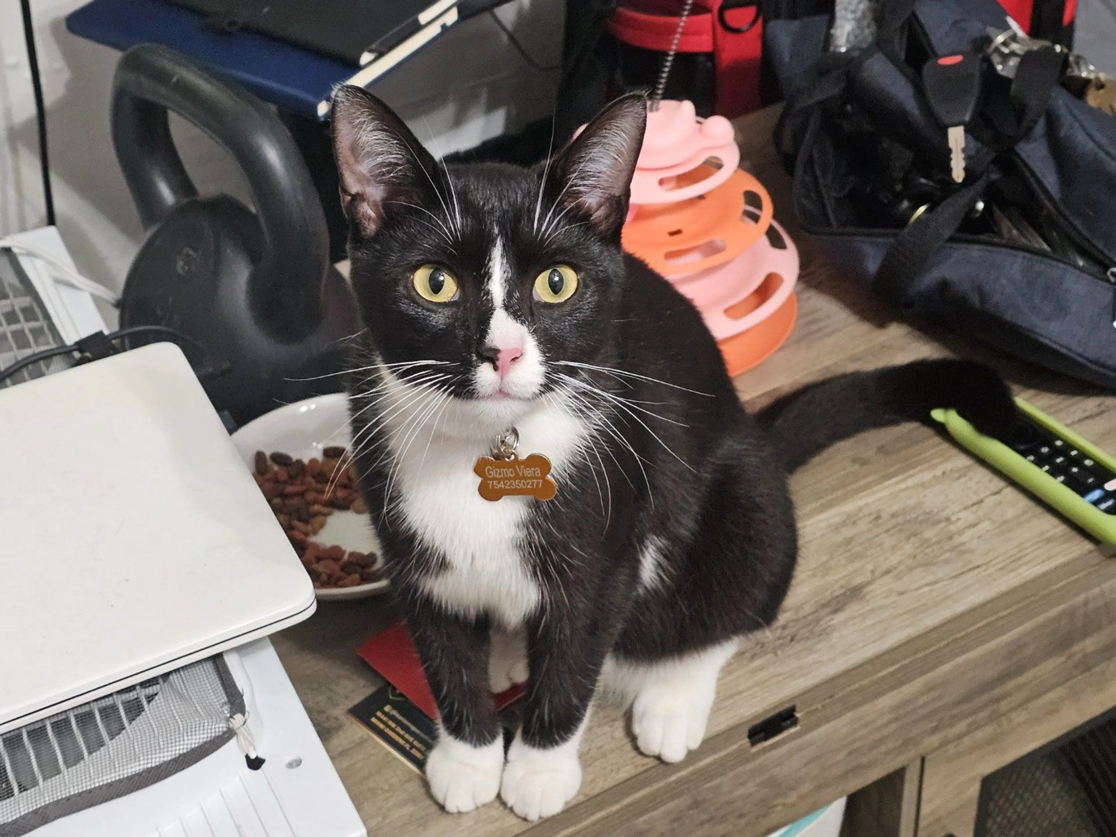 Lost pet-1