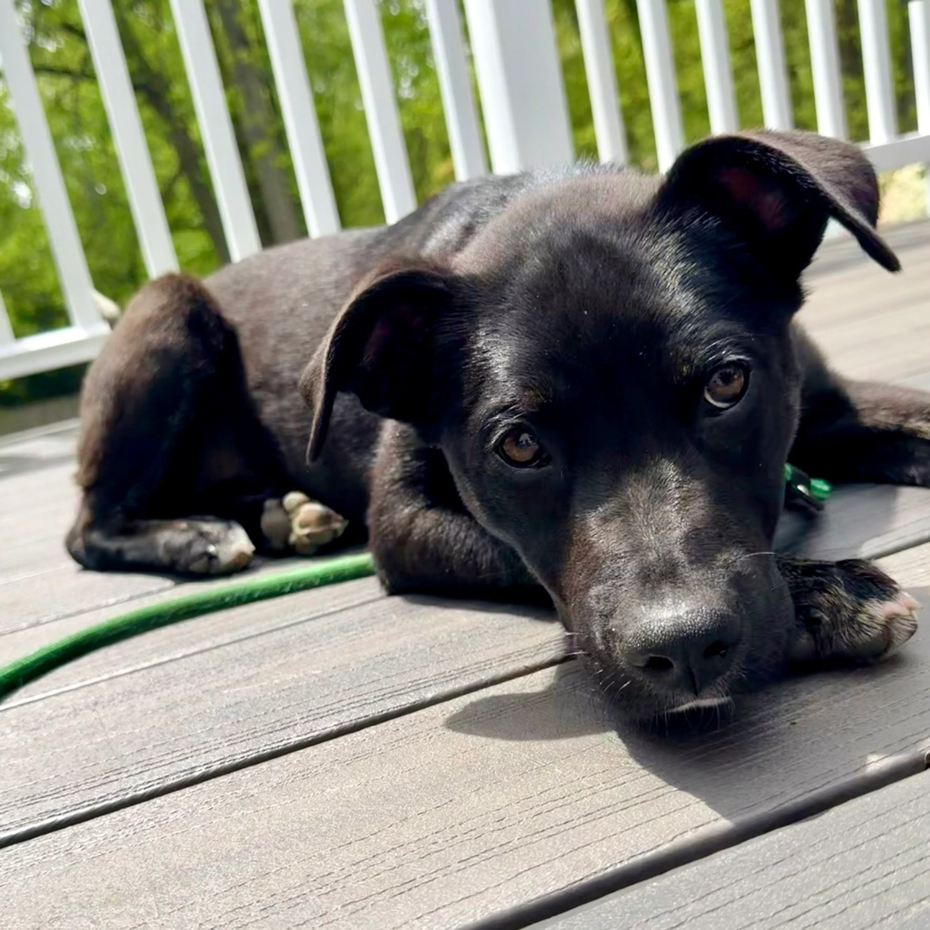 Found pet-1