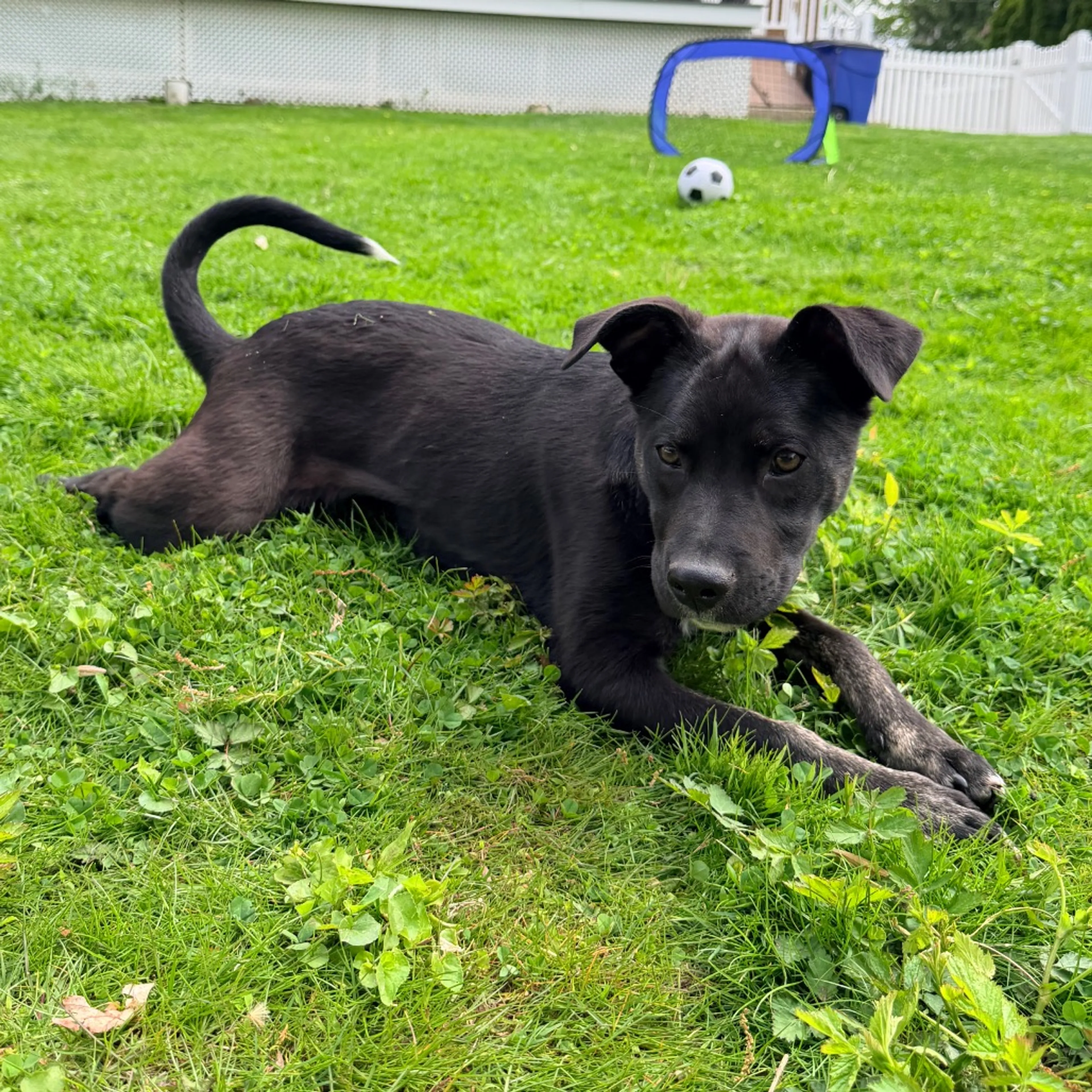 Found pet-2
