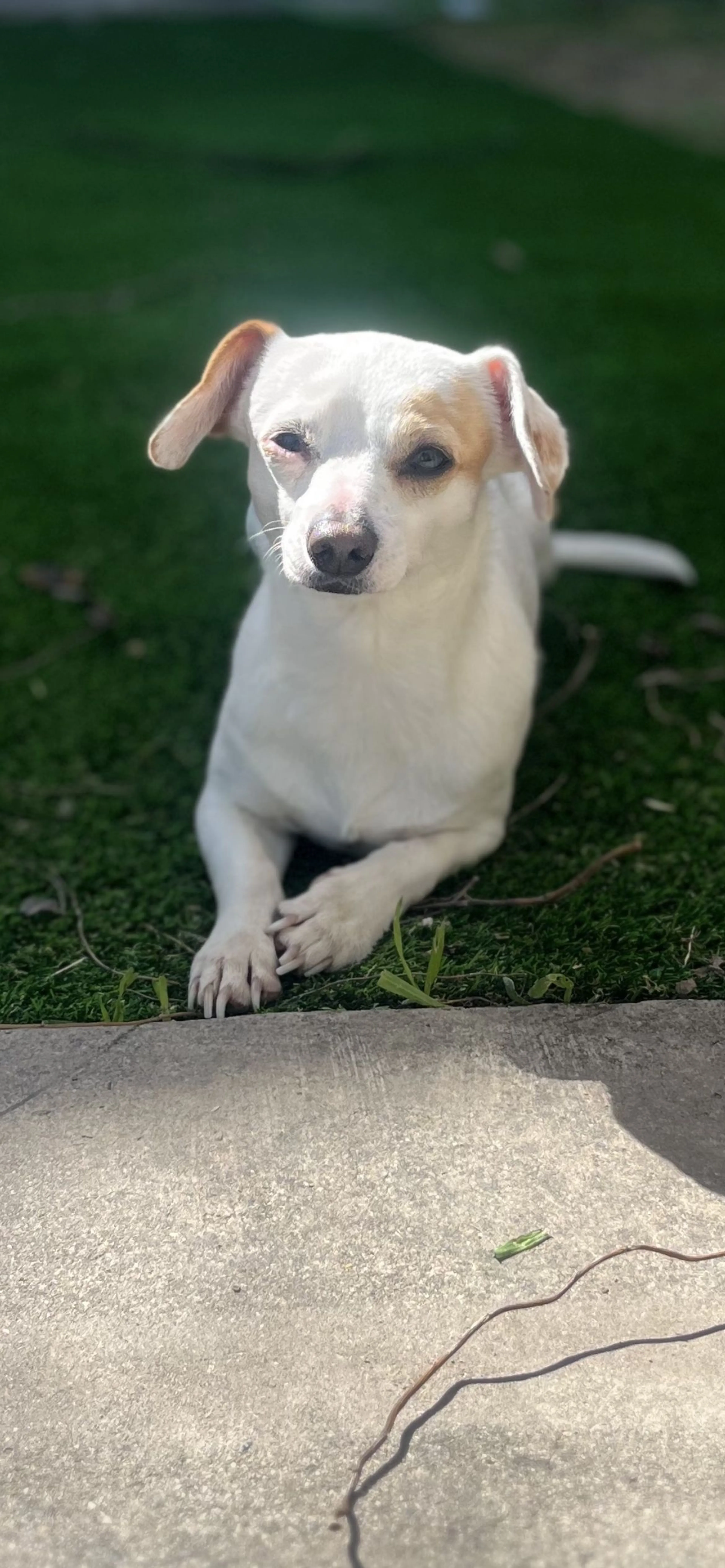 Lost pet-0