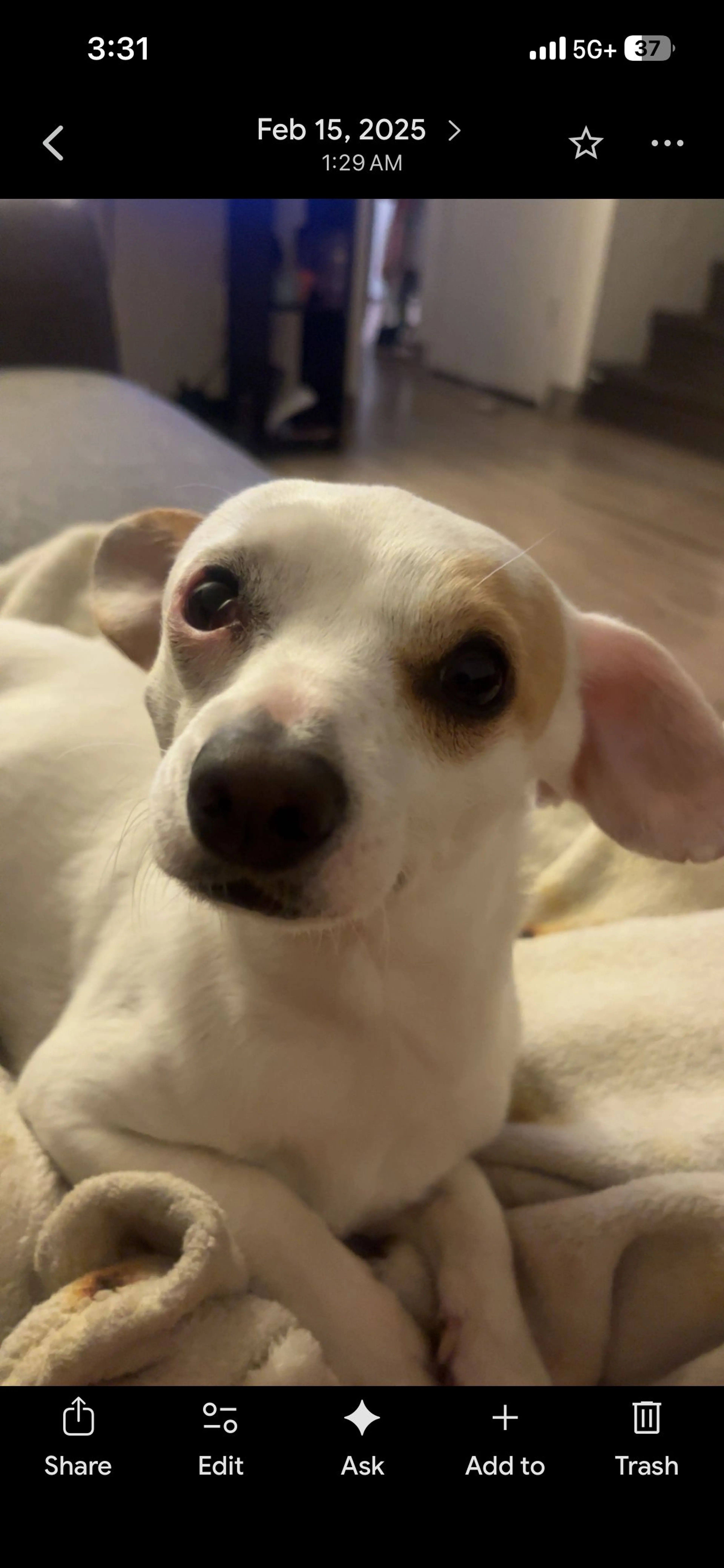 Lost pet-1