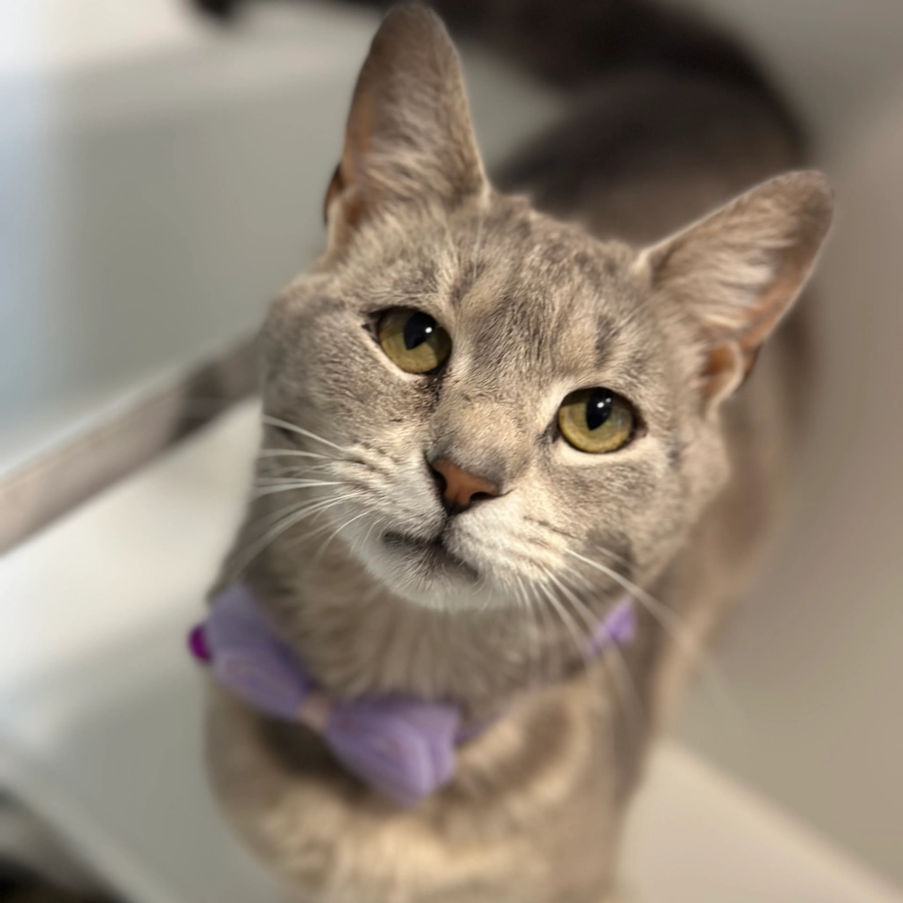 Found pet-1