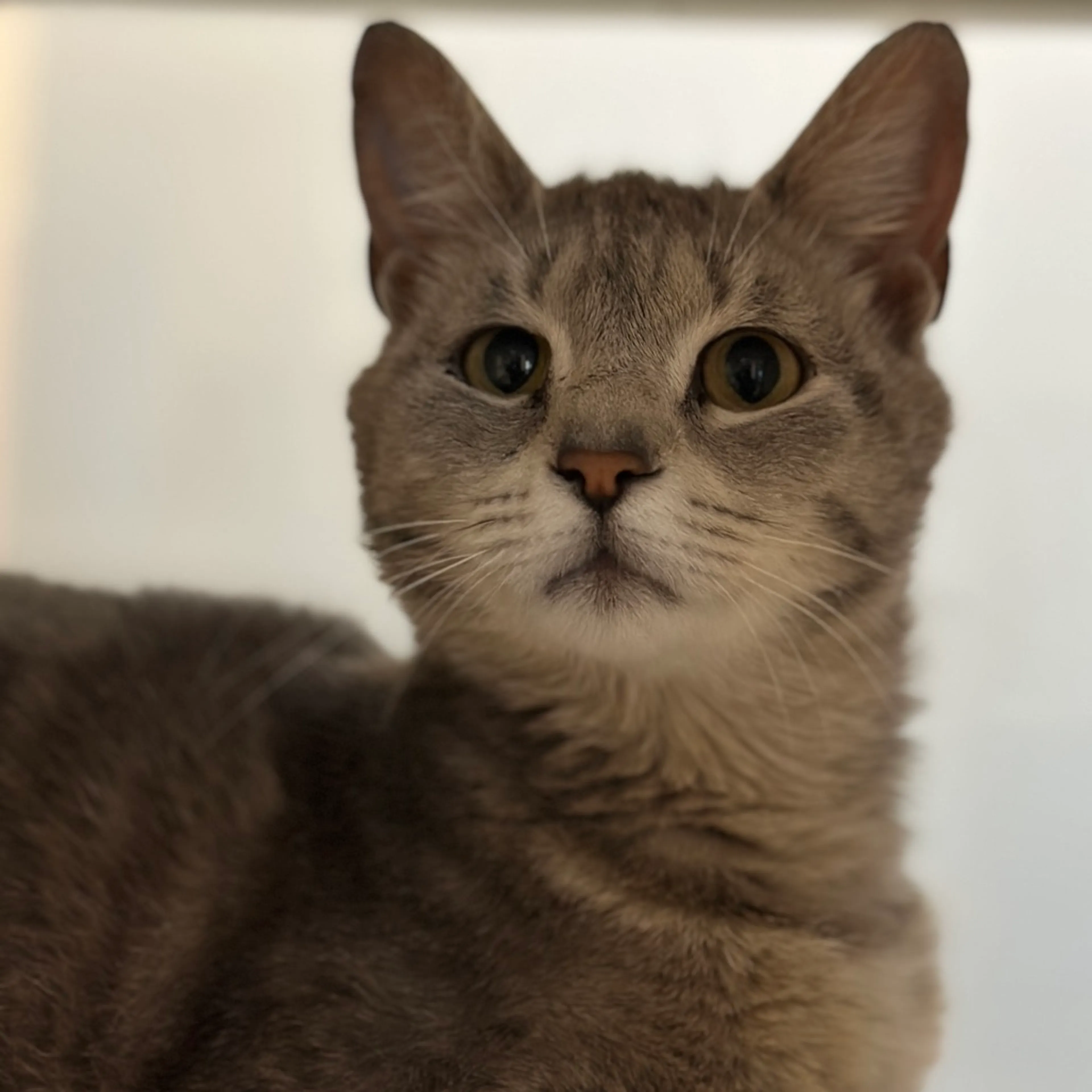 Found pet-4