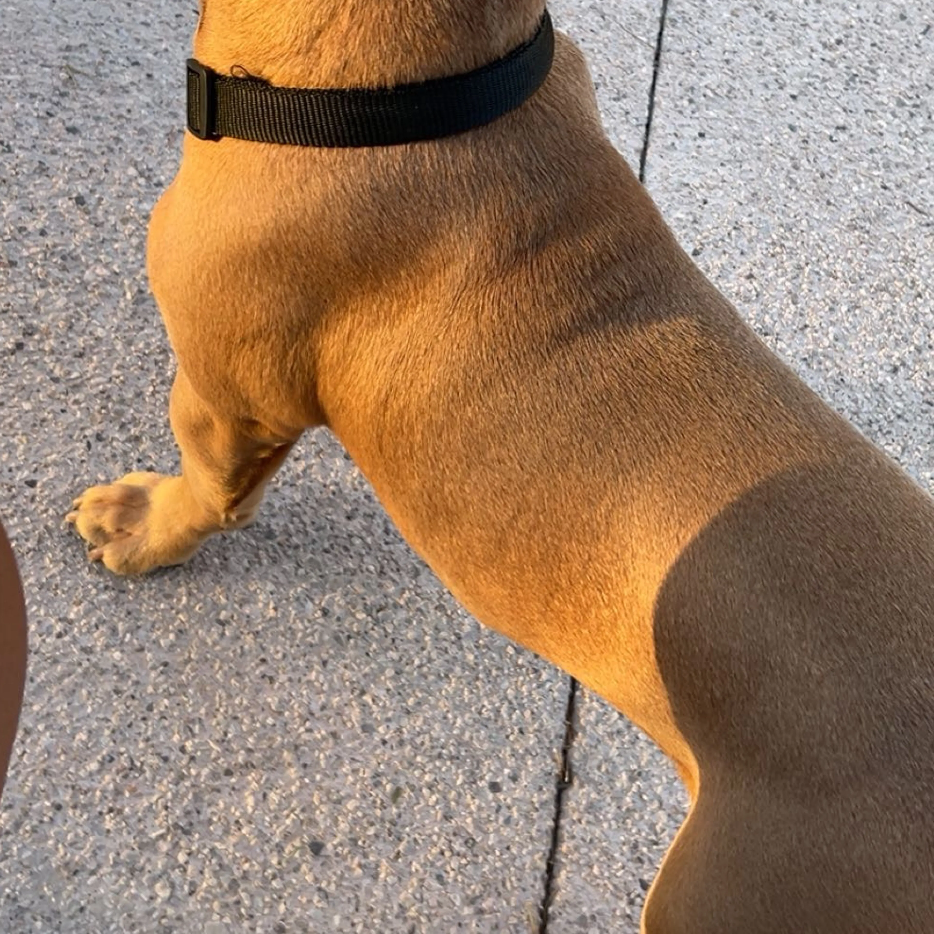 Lost pet-1