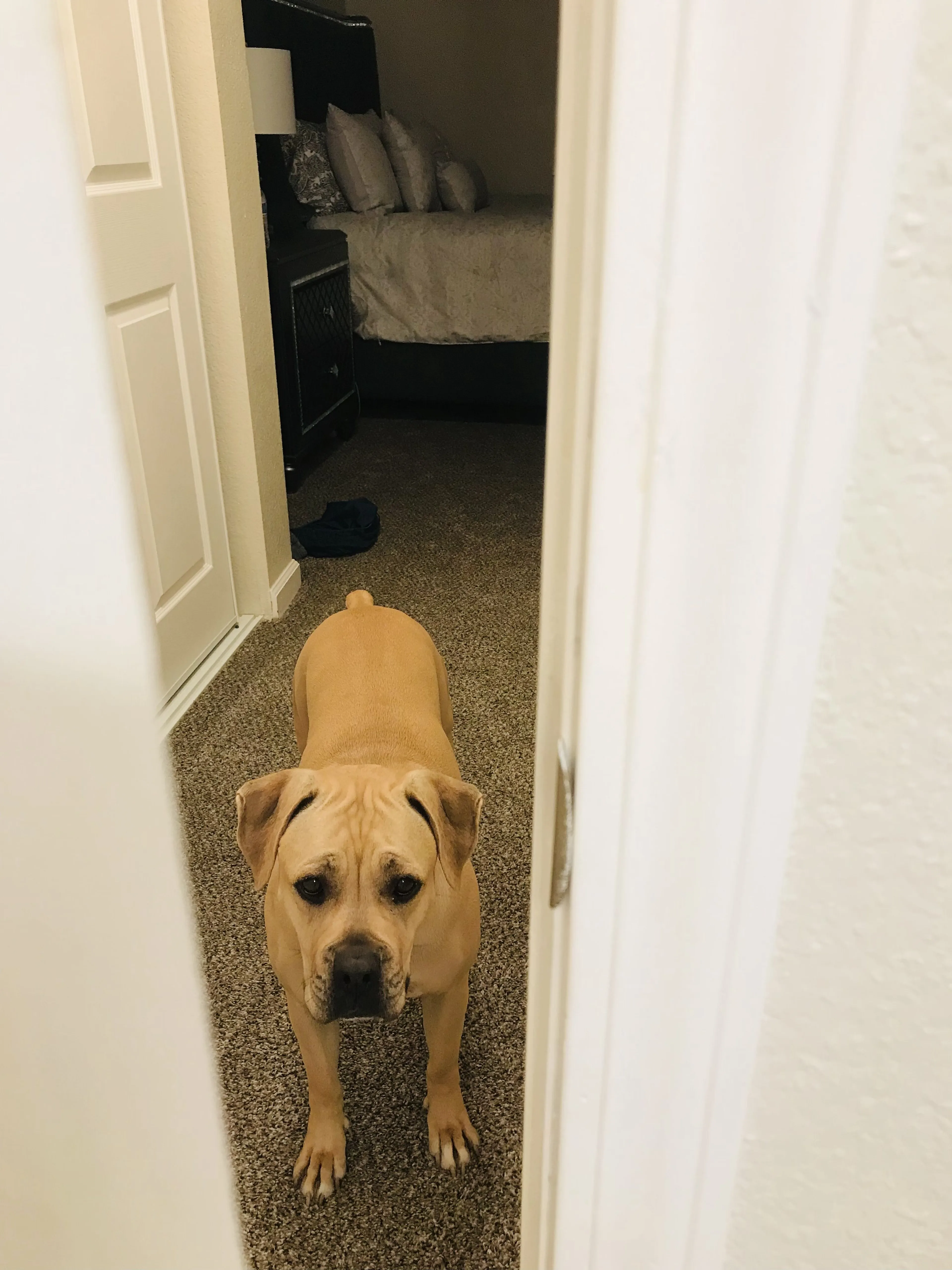 Lost pet-1