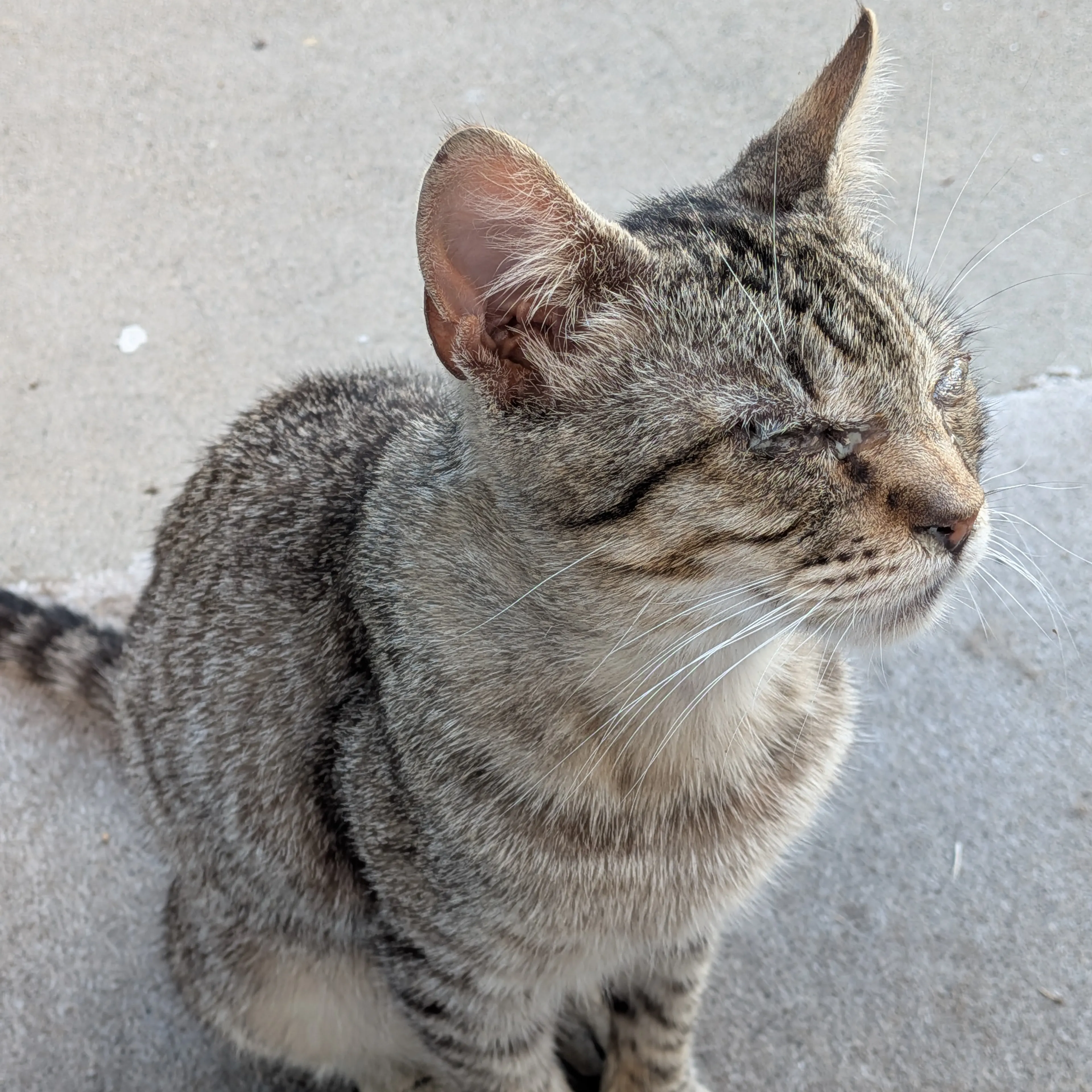 Lost pet-1