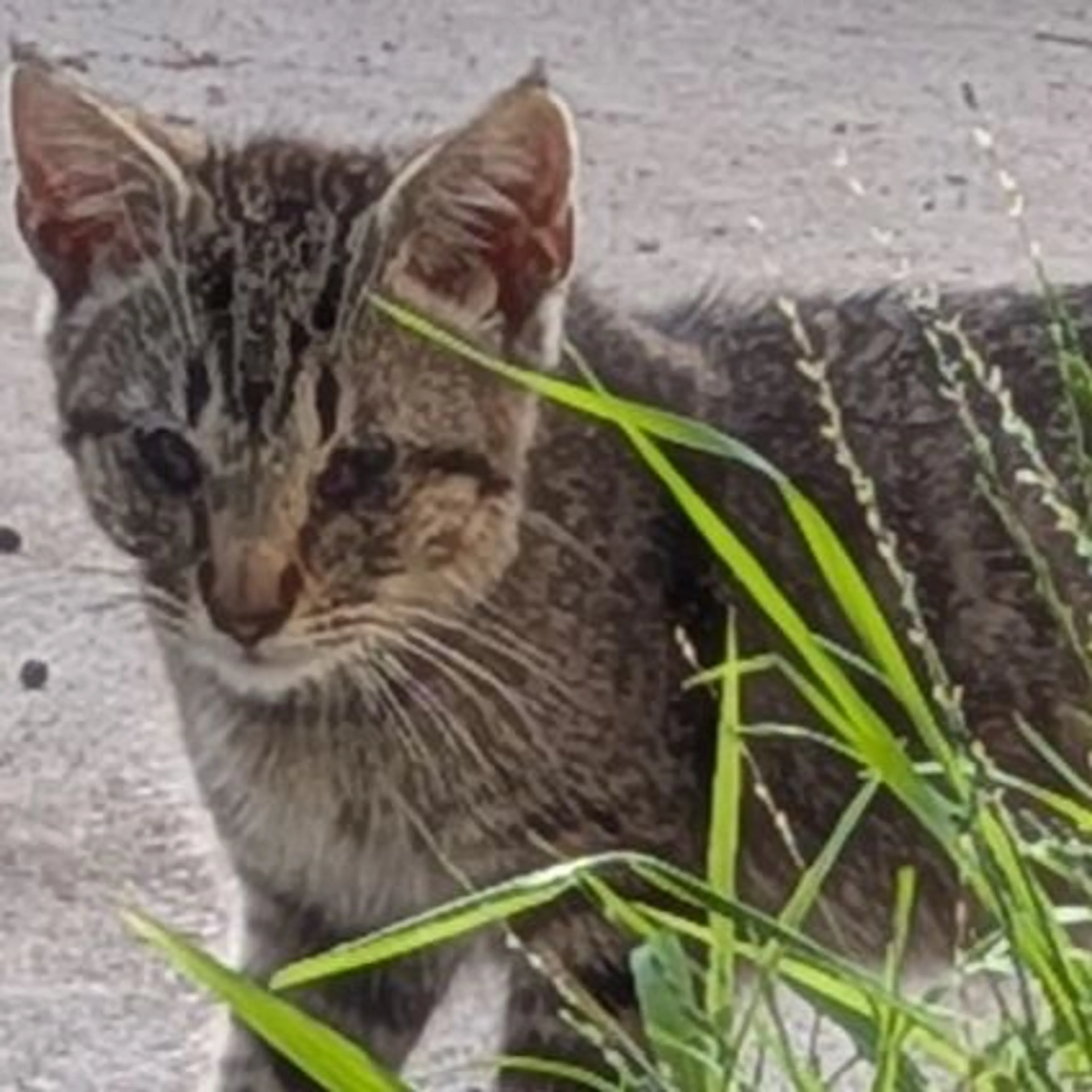 Lost pet-0