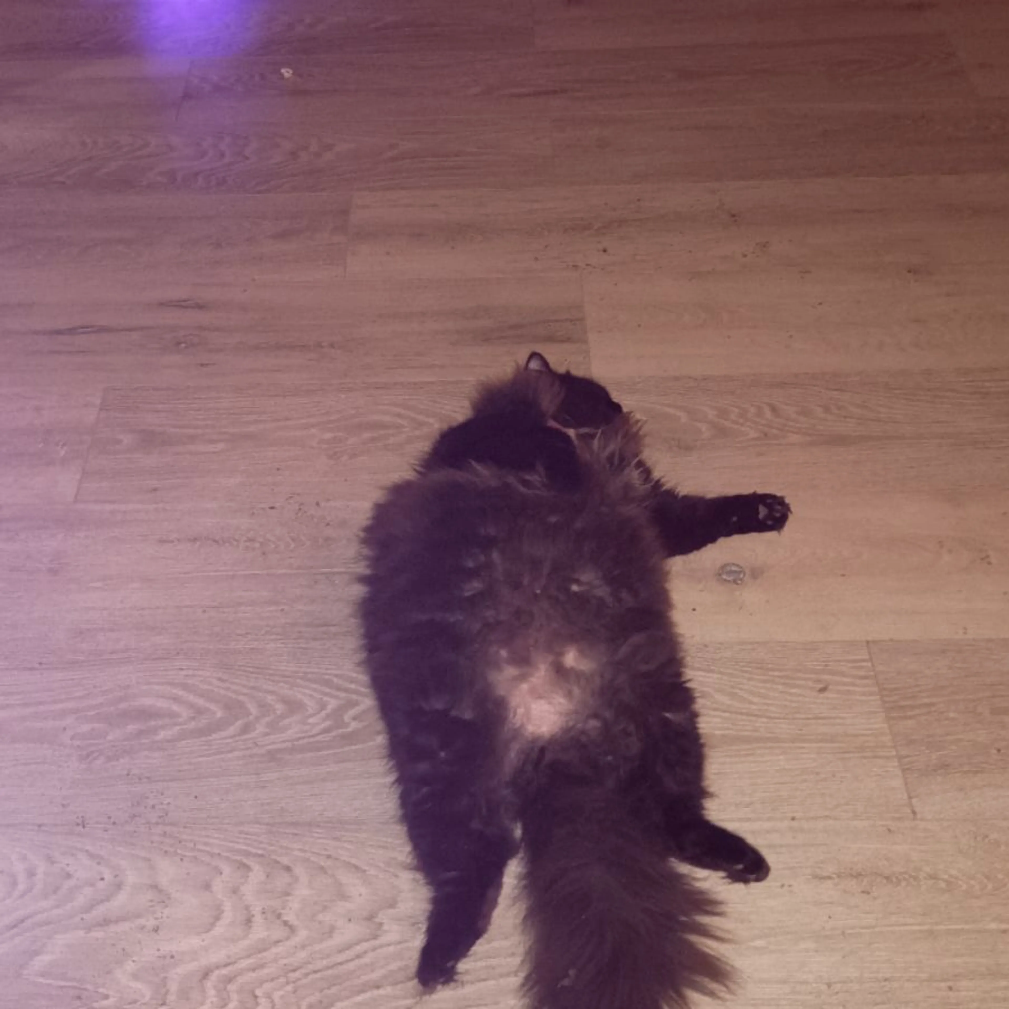 Lost pet