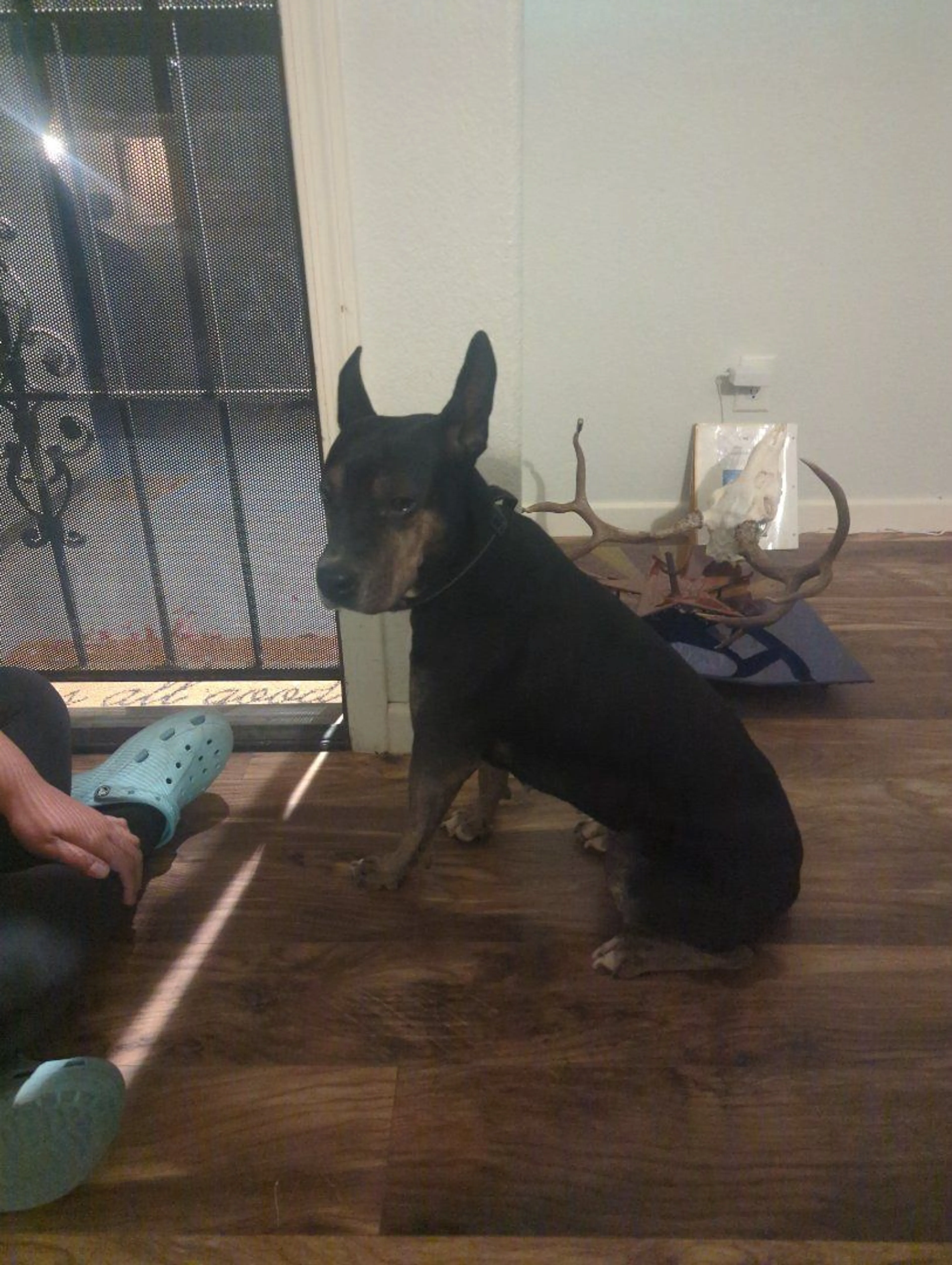 Lost pet