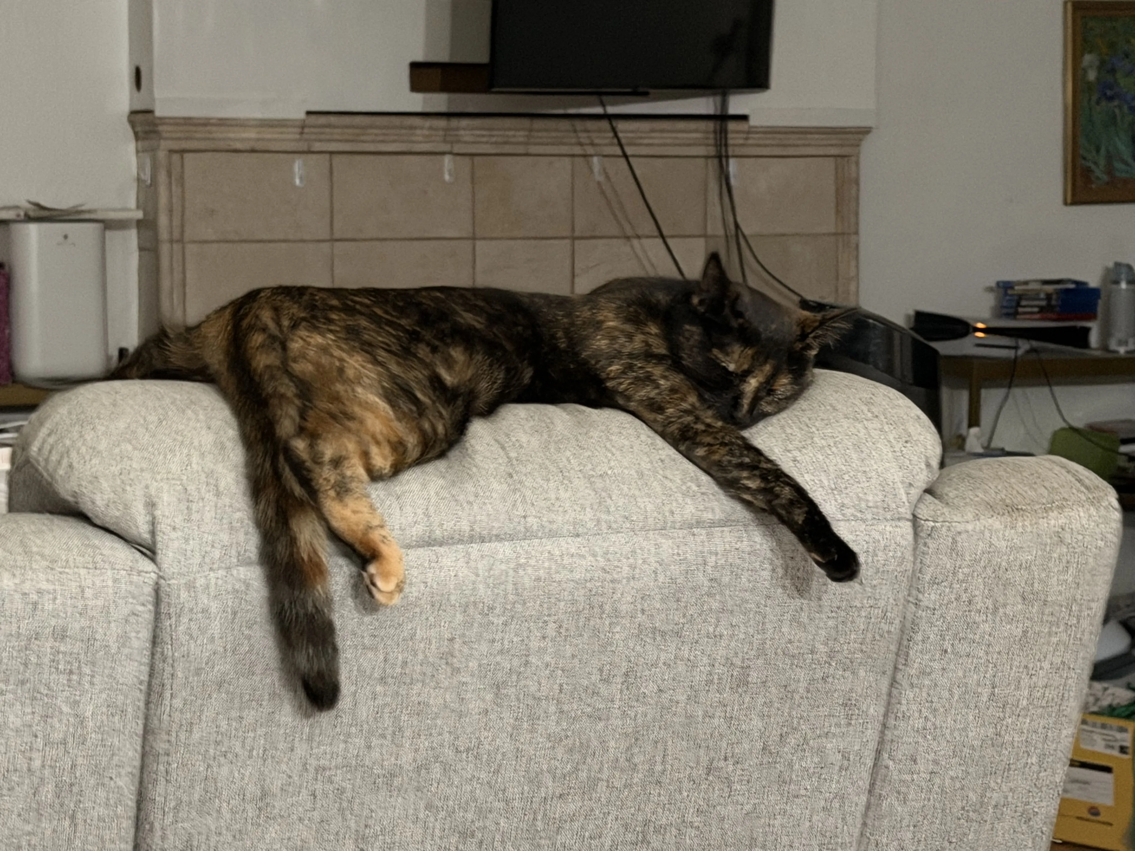 Lost pet-2
