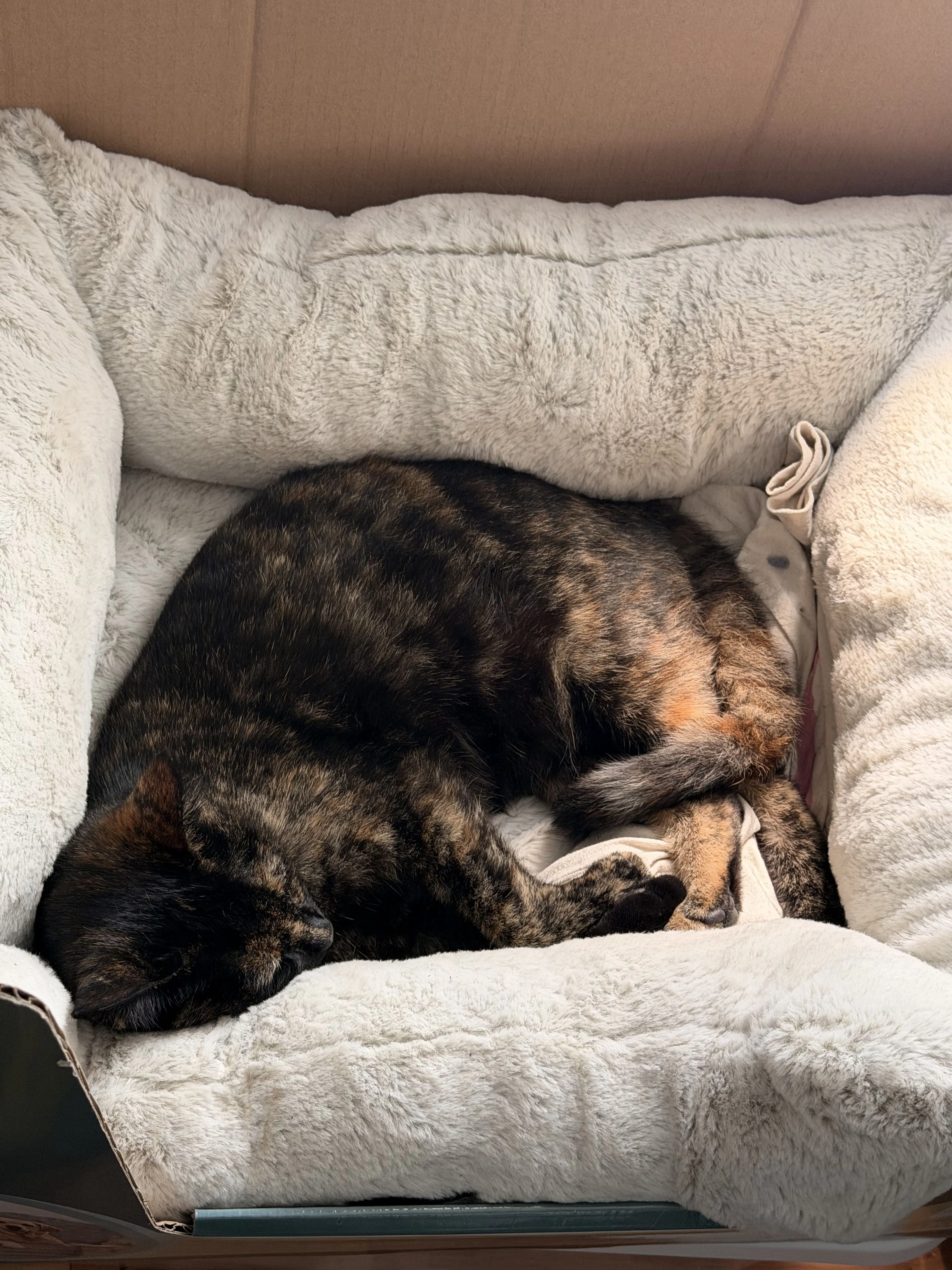 Lost pet-1