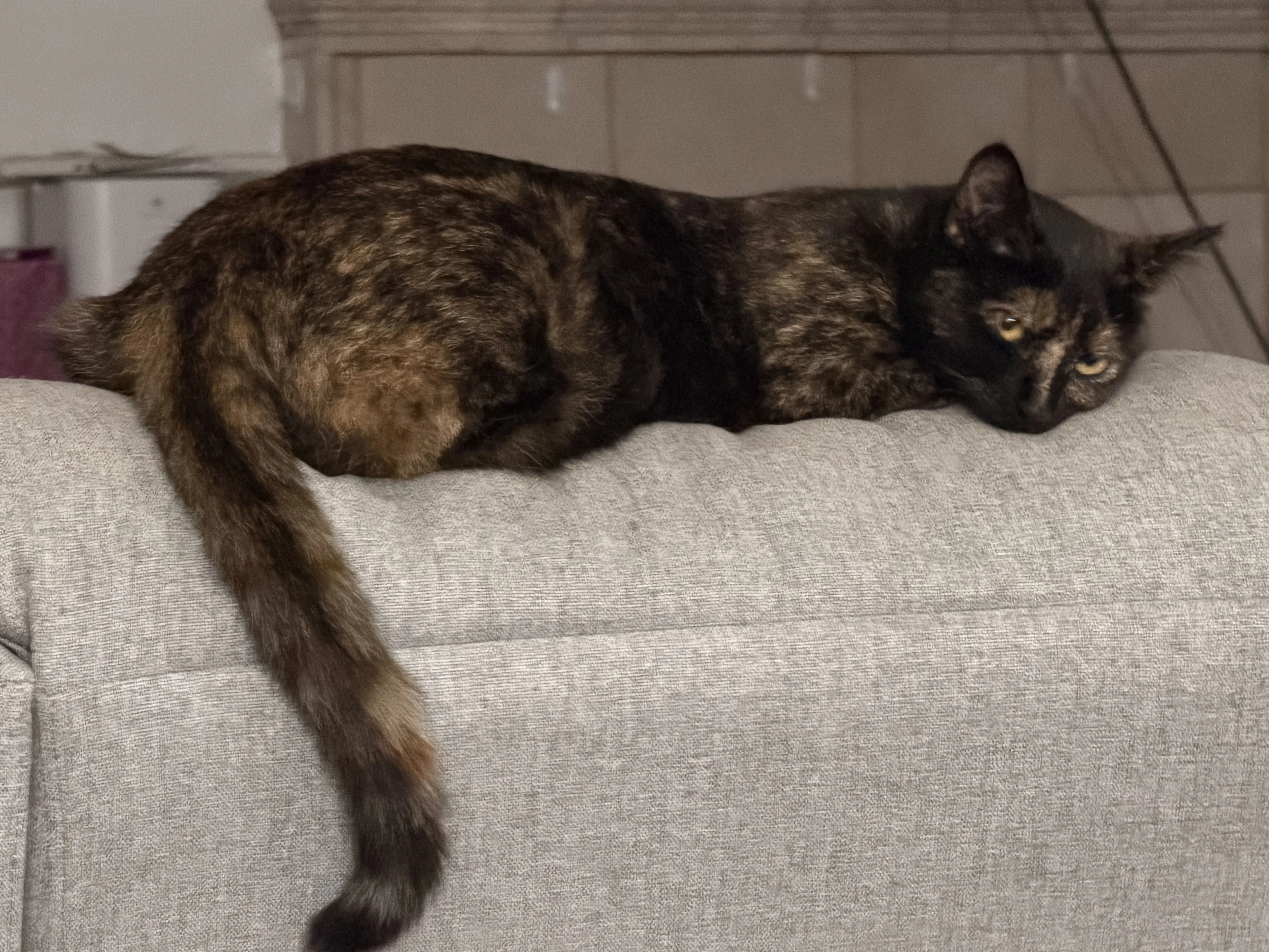 Lost pet-0