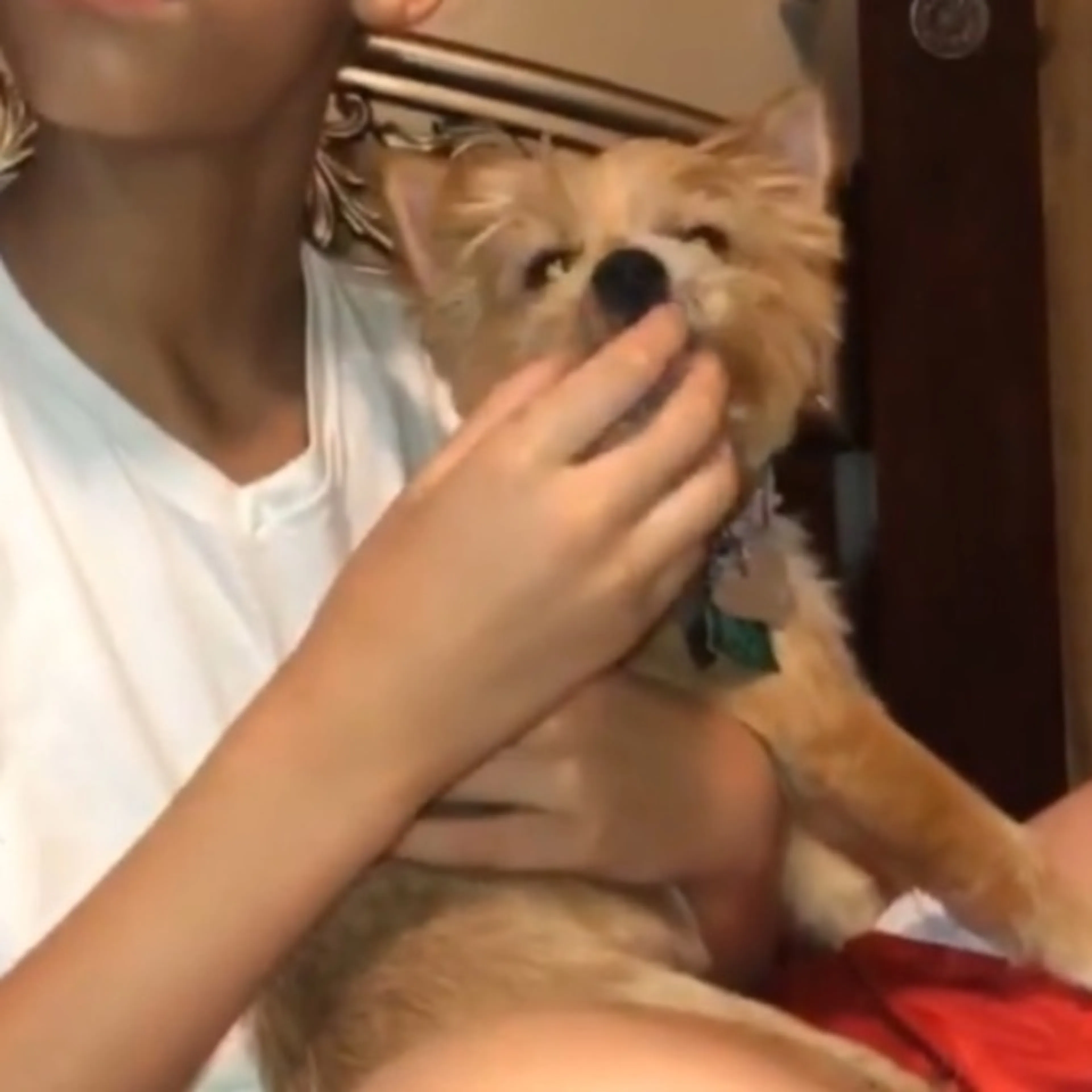 Lost pet