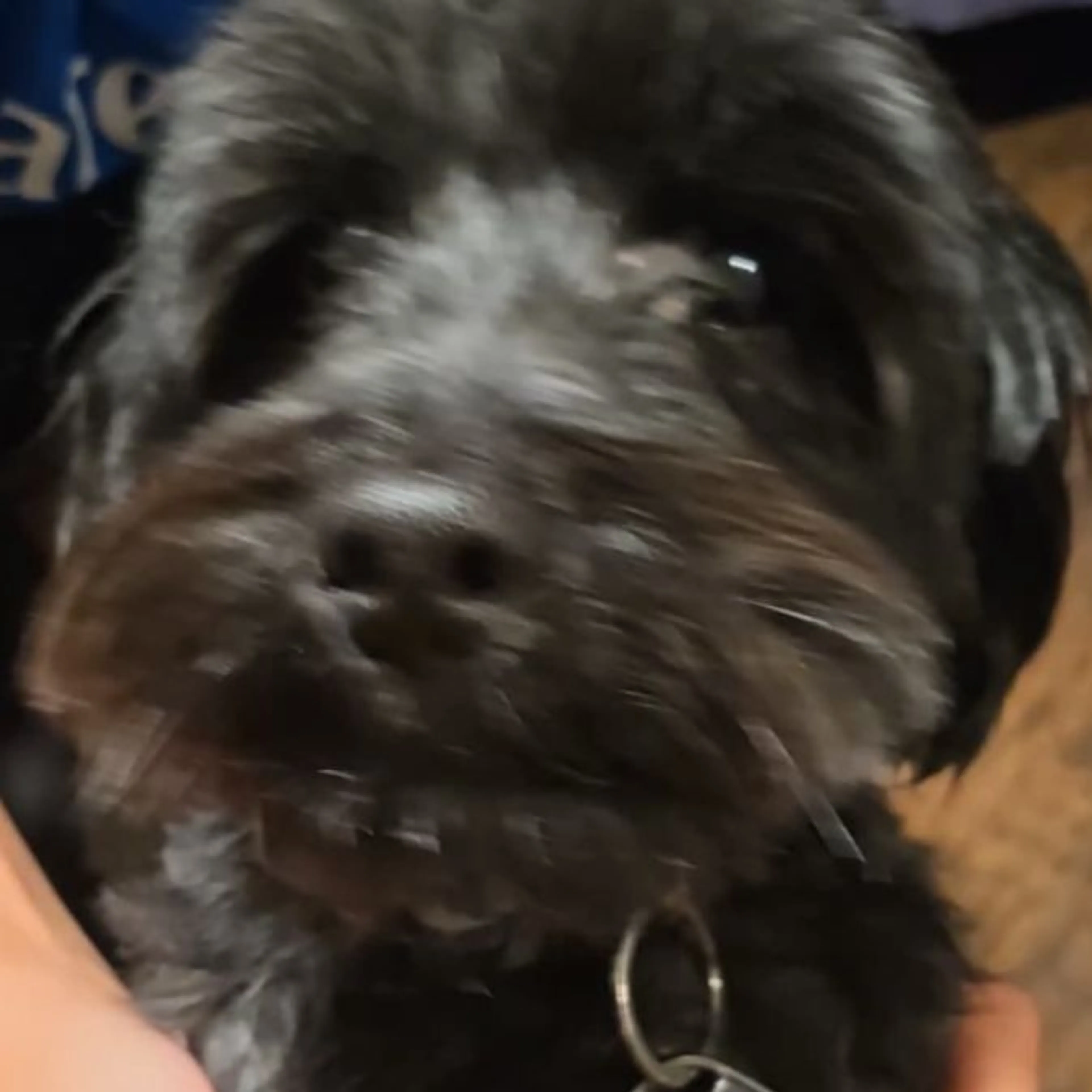 Lost pet-0