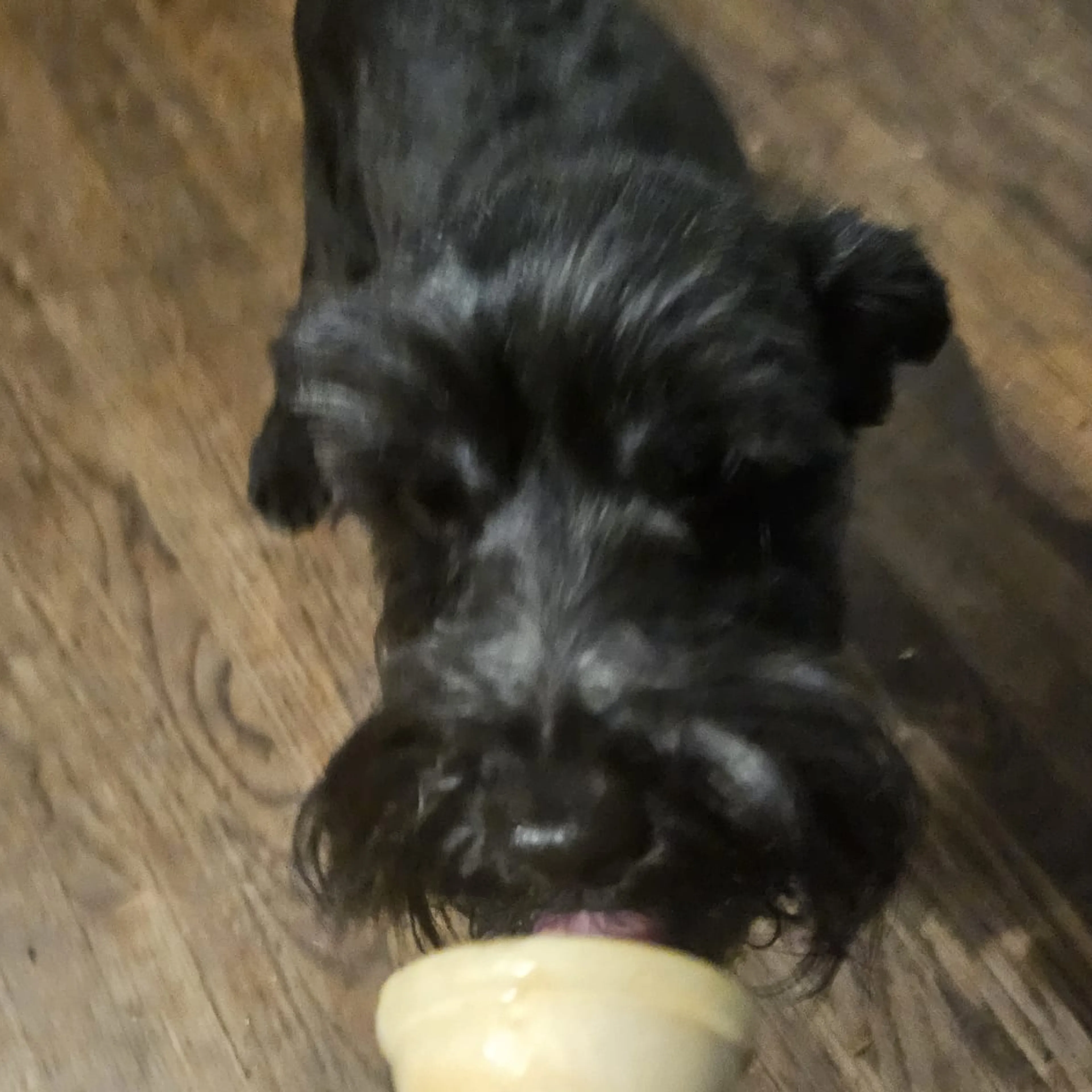 Lost pet-2