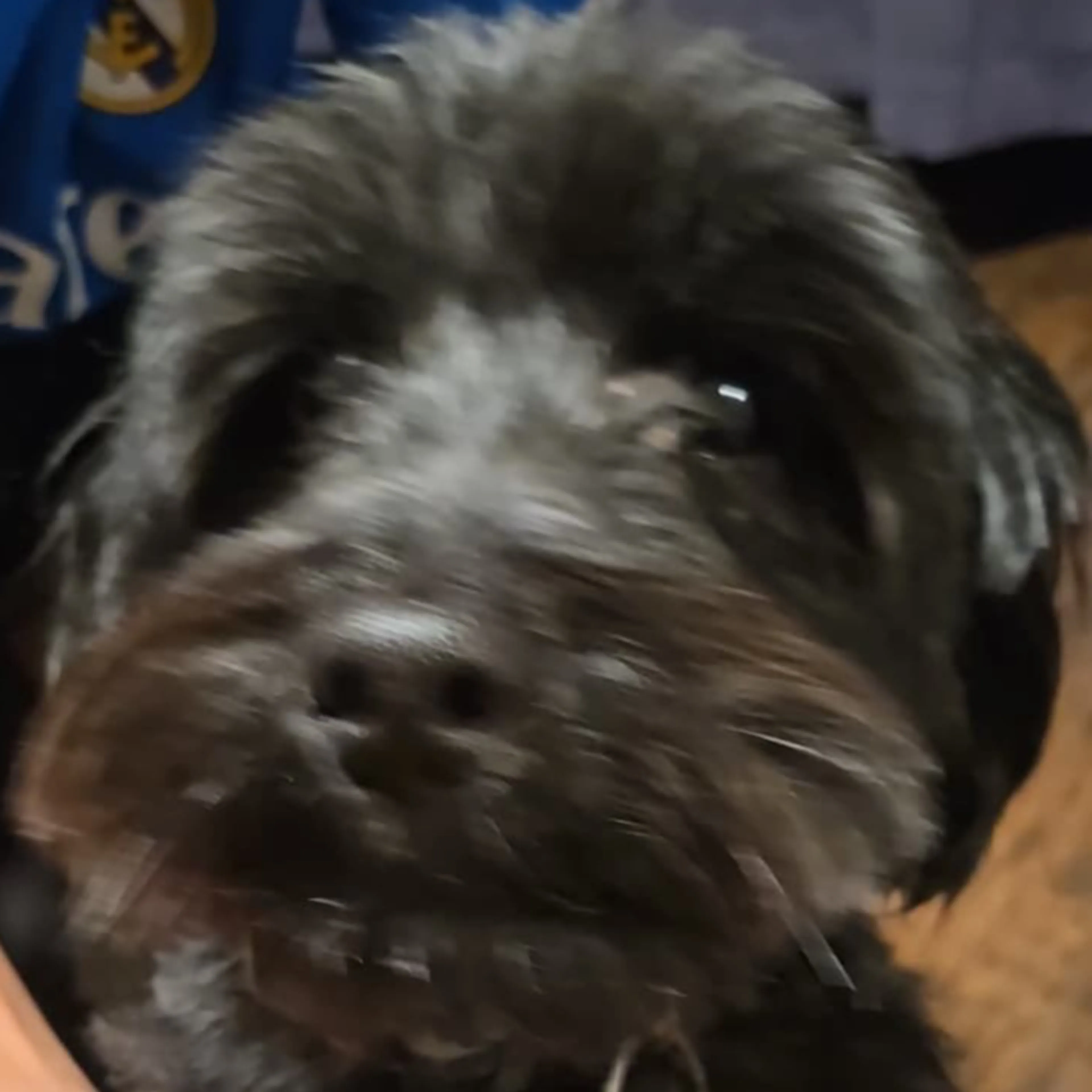 Lost pet-3