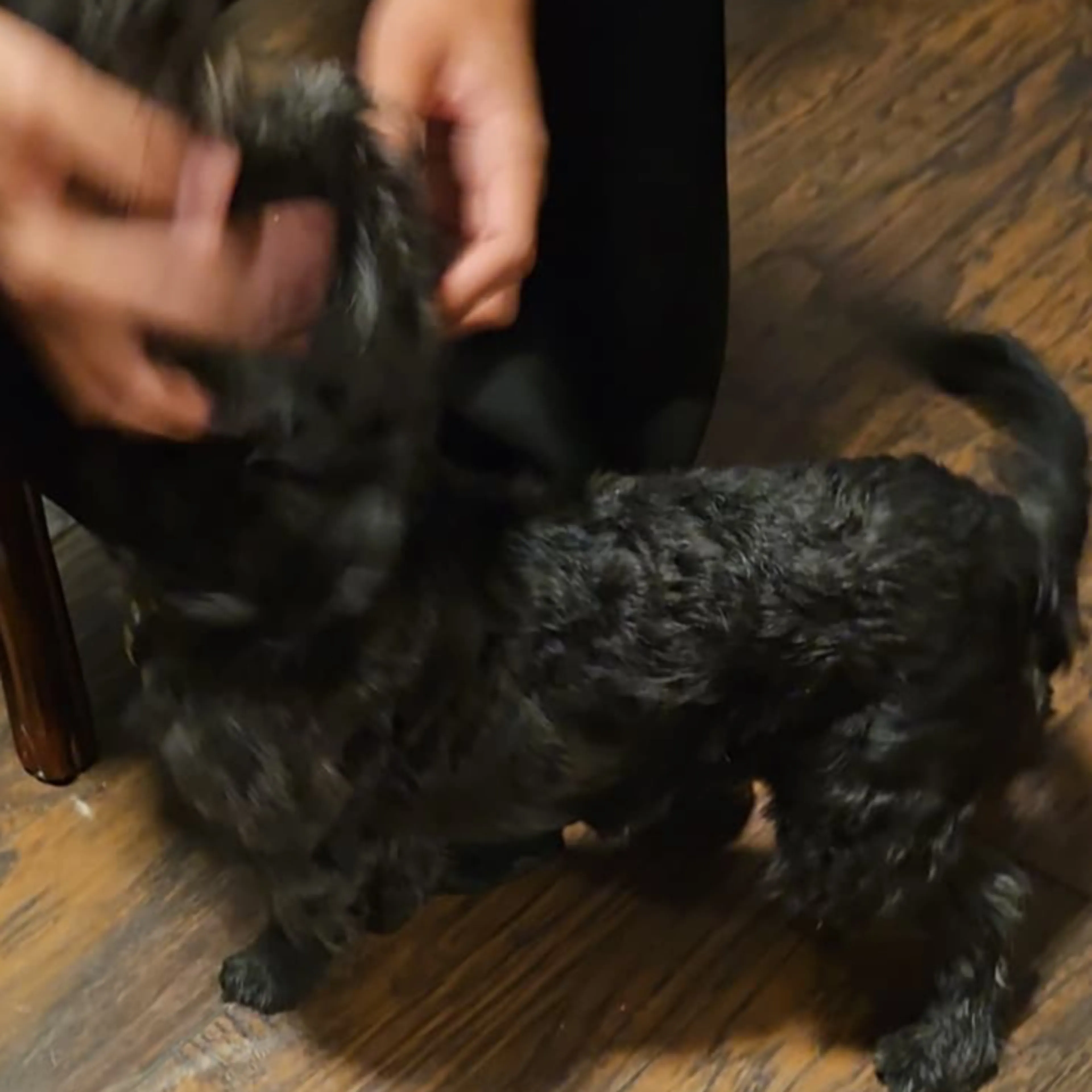 Lost pet-1