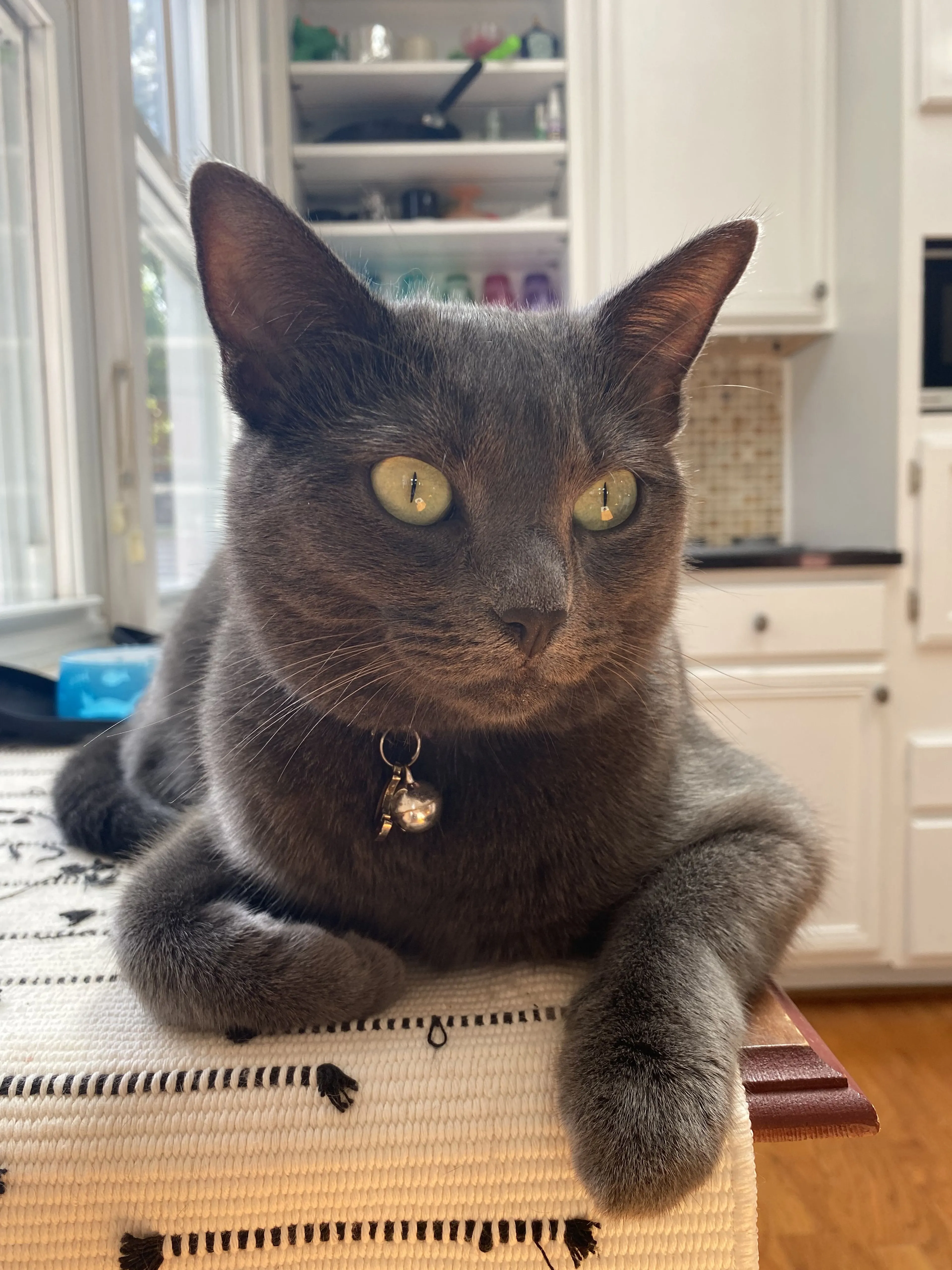 Lost pet-4