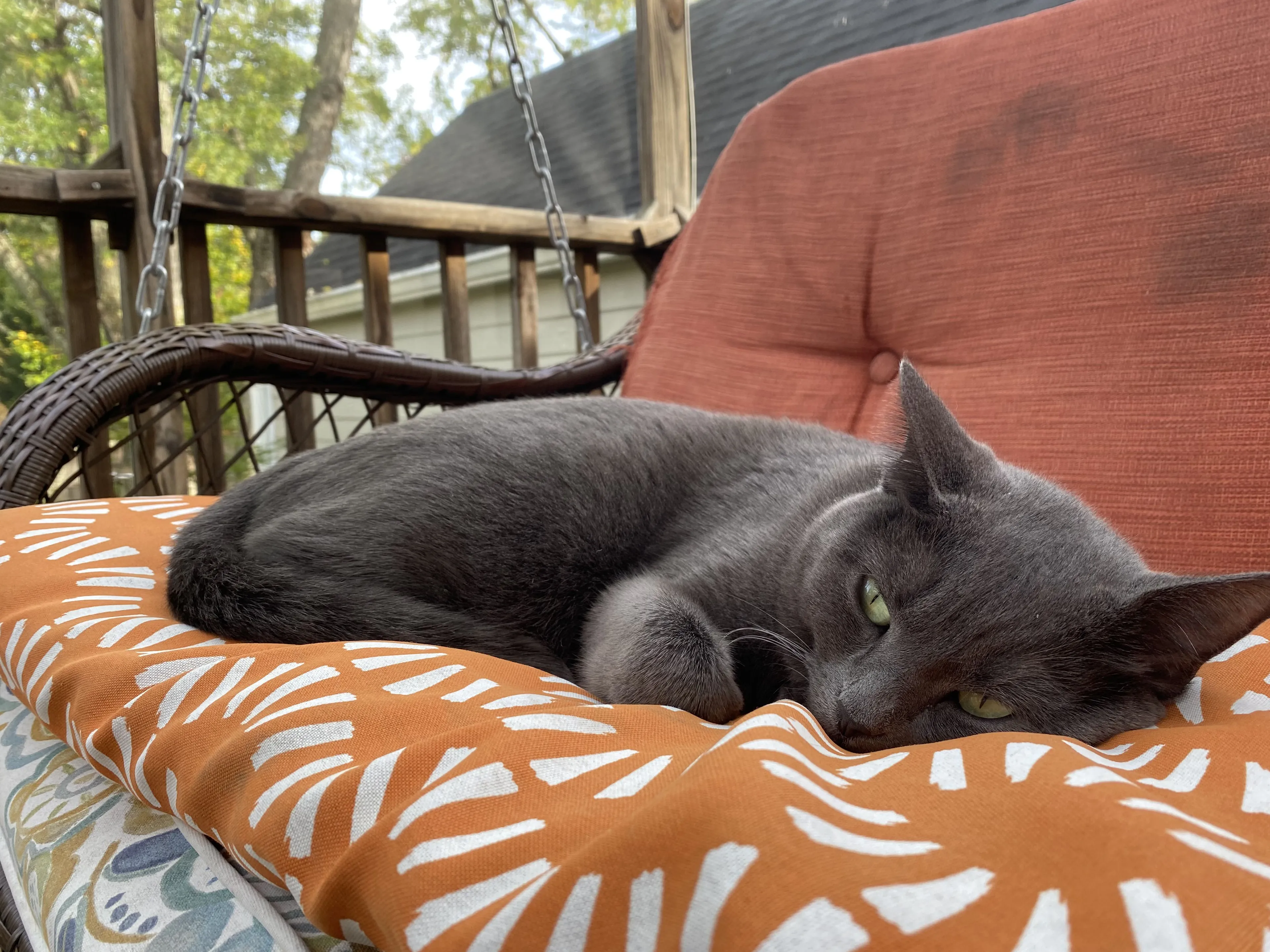 Lost pet-2