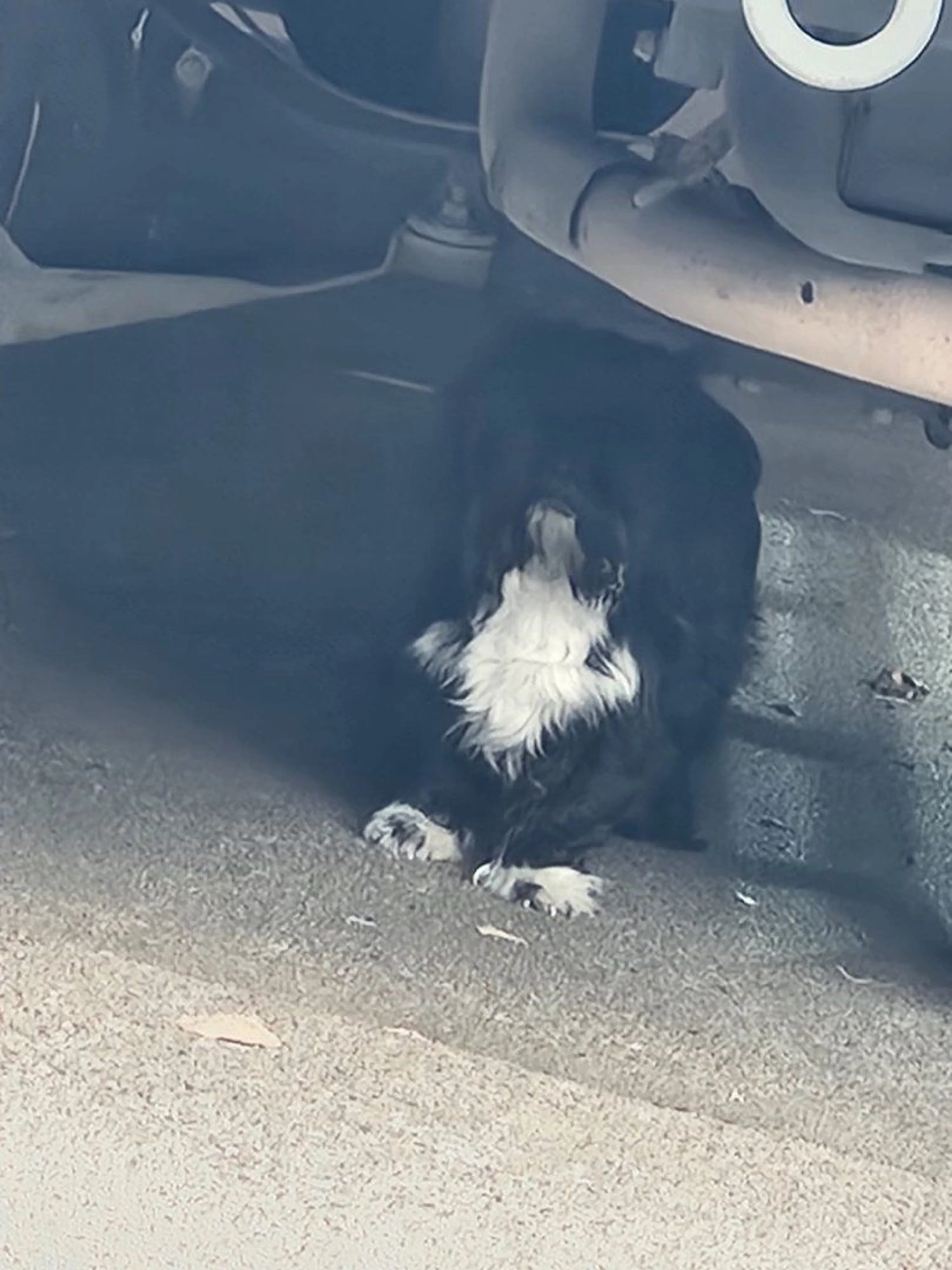 Lost pet