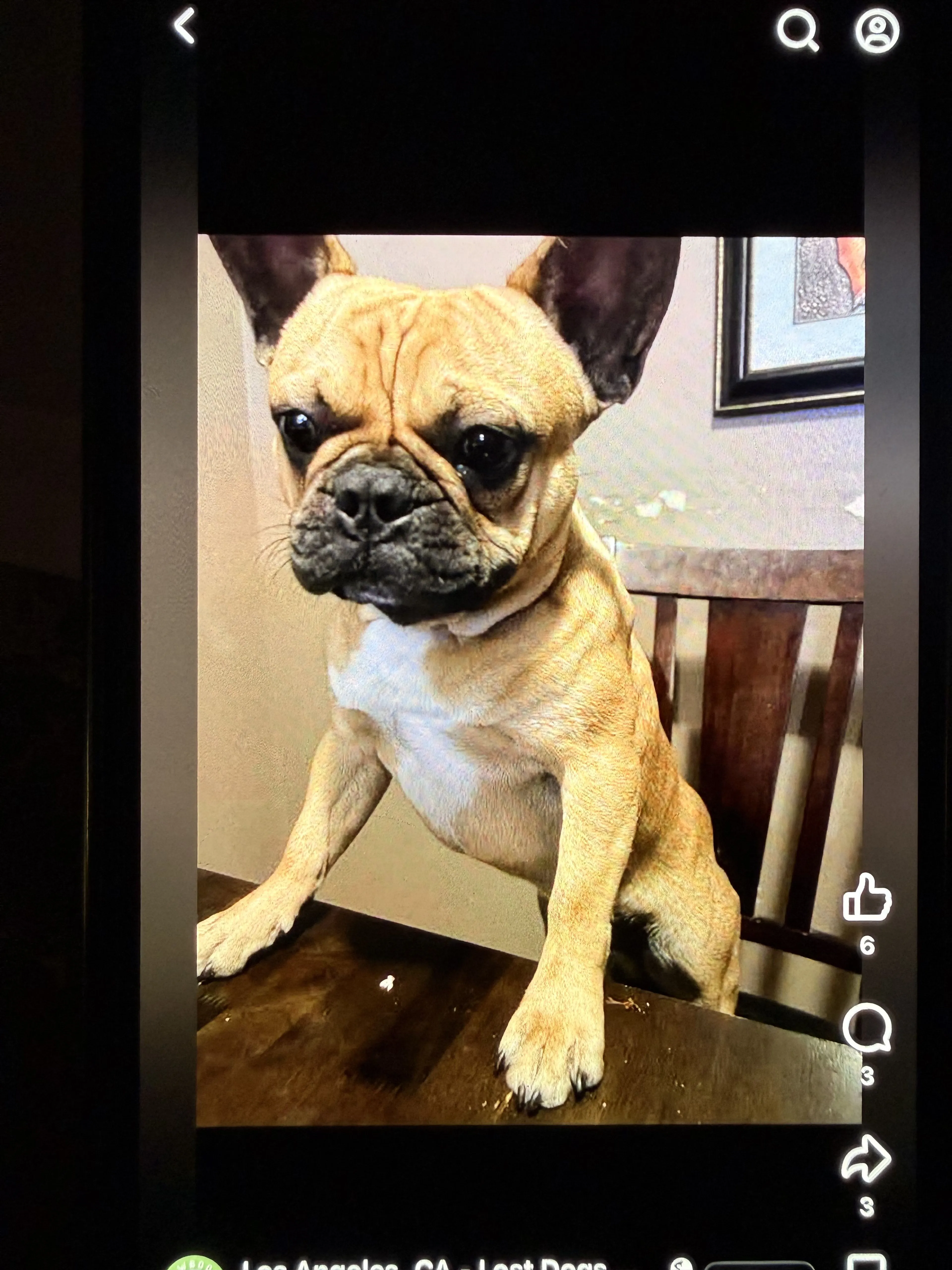 Lost pet