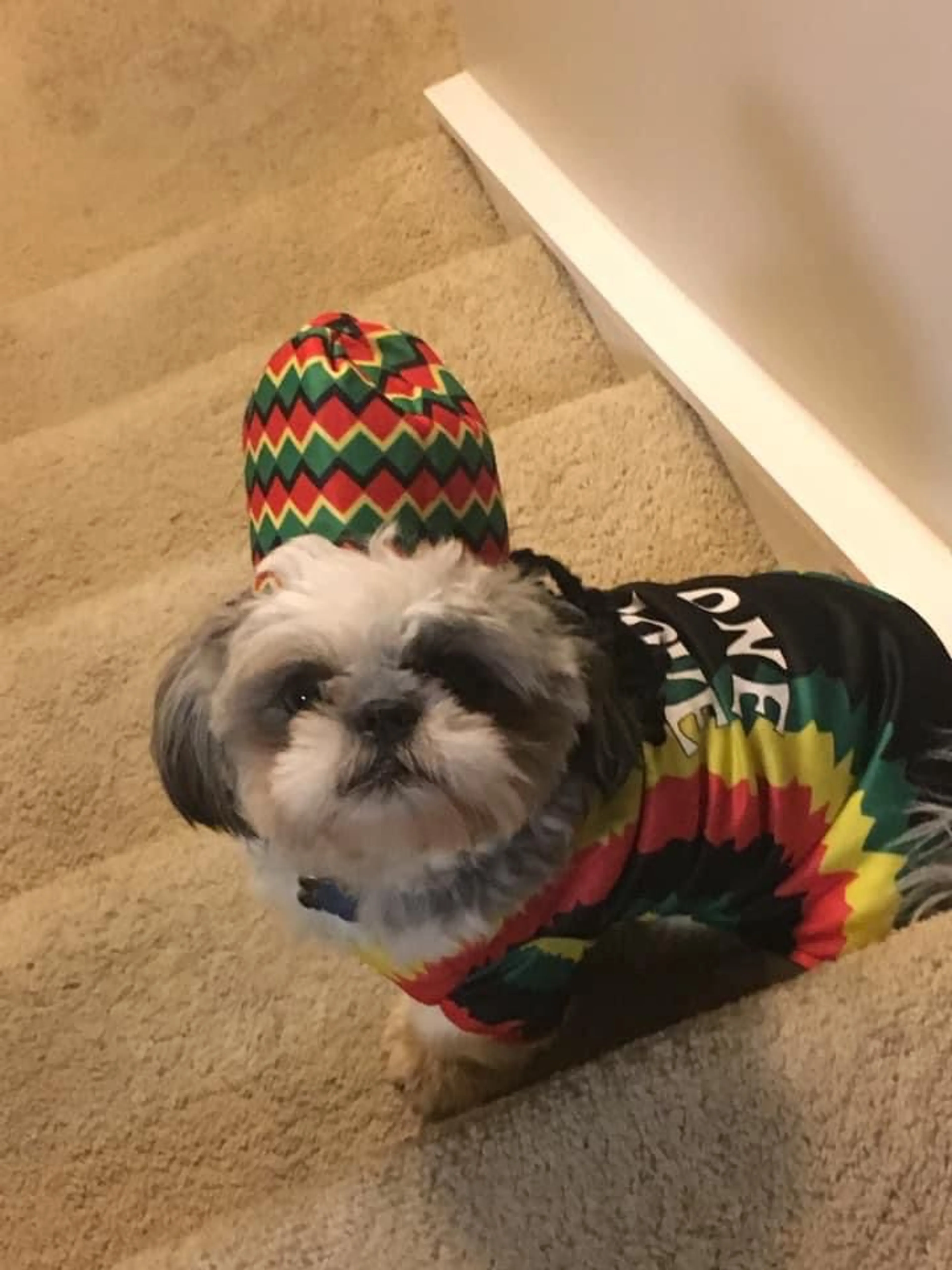 Lost pet