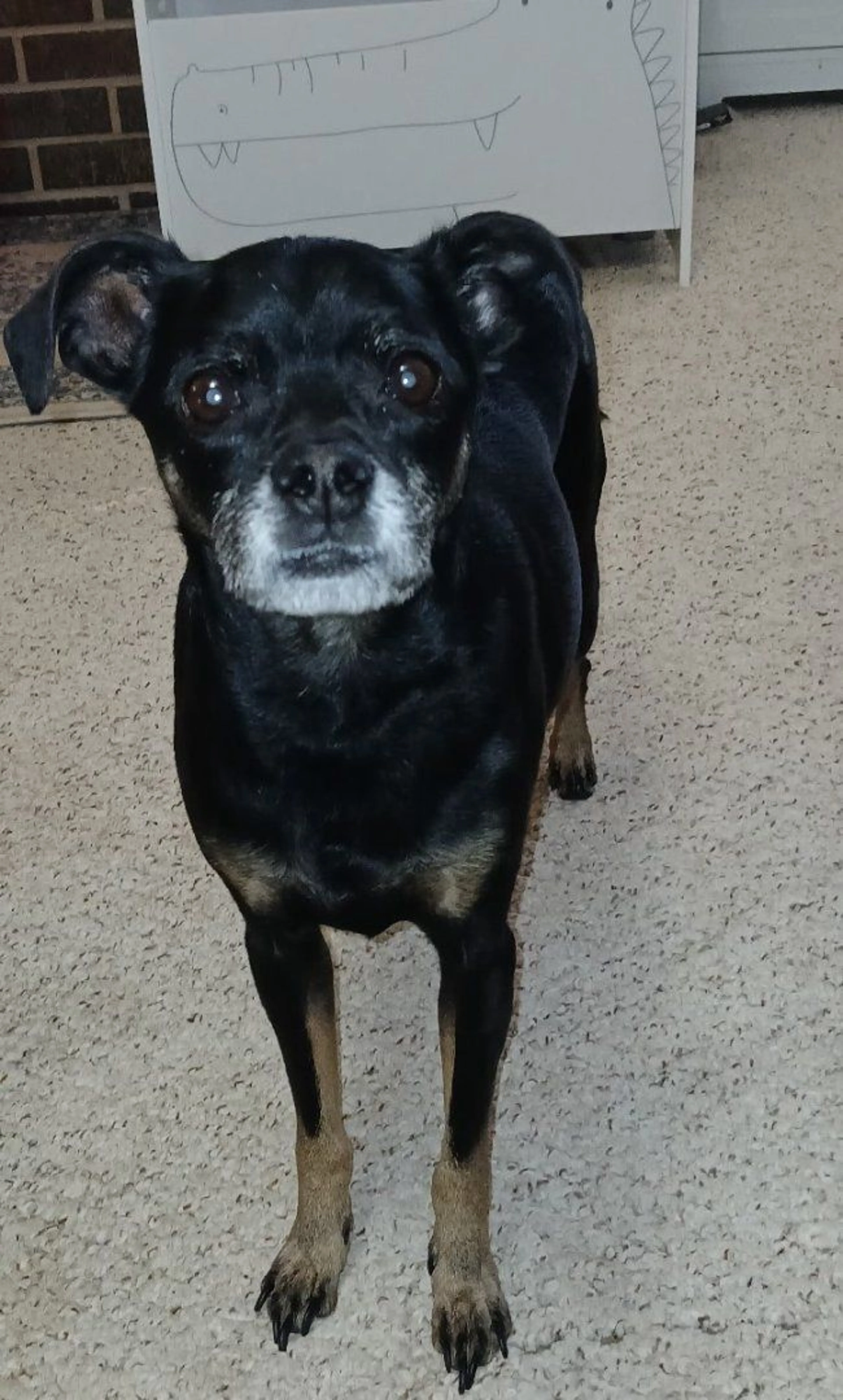 Lost pet