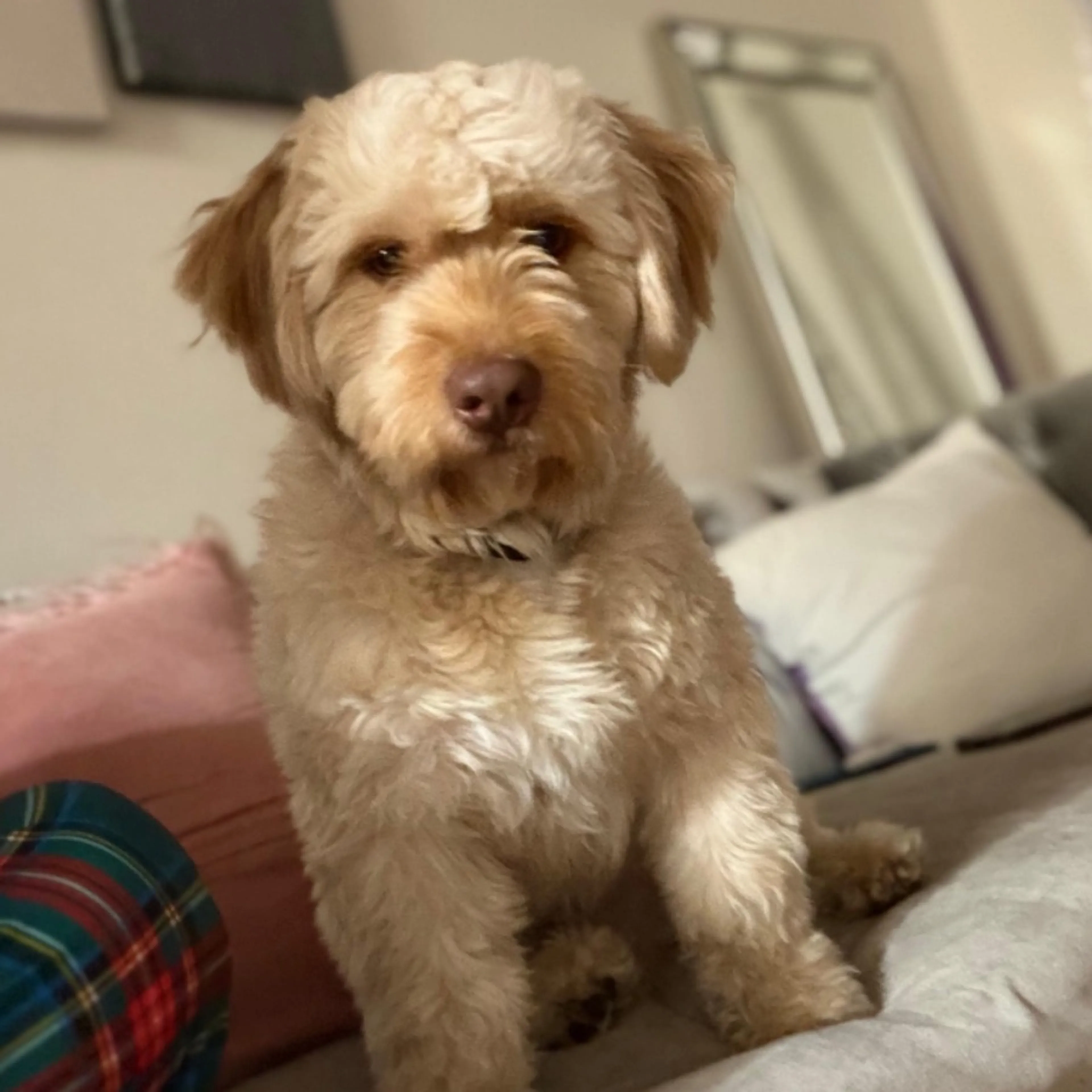 Lost pet
