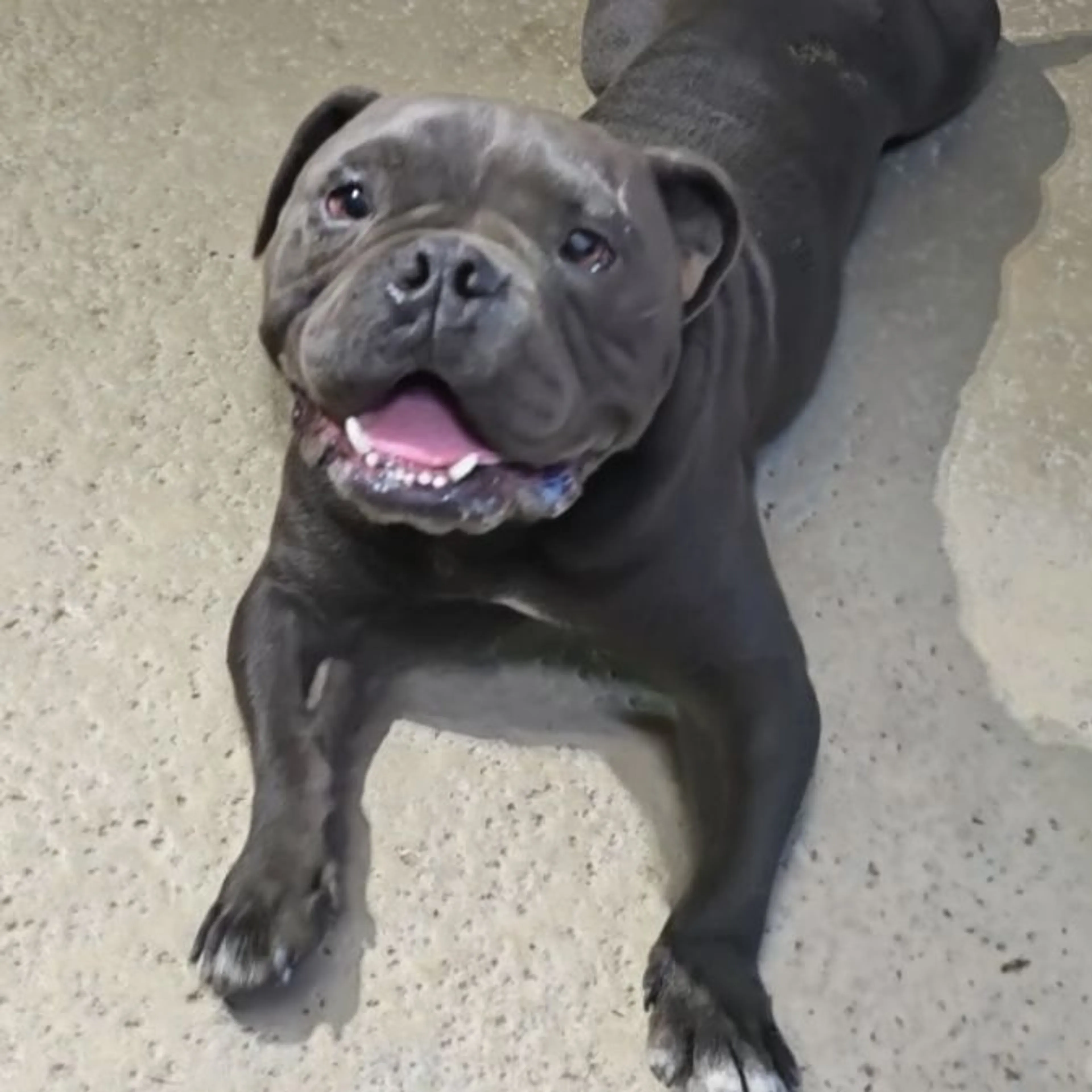 Found pet-0