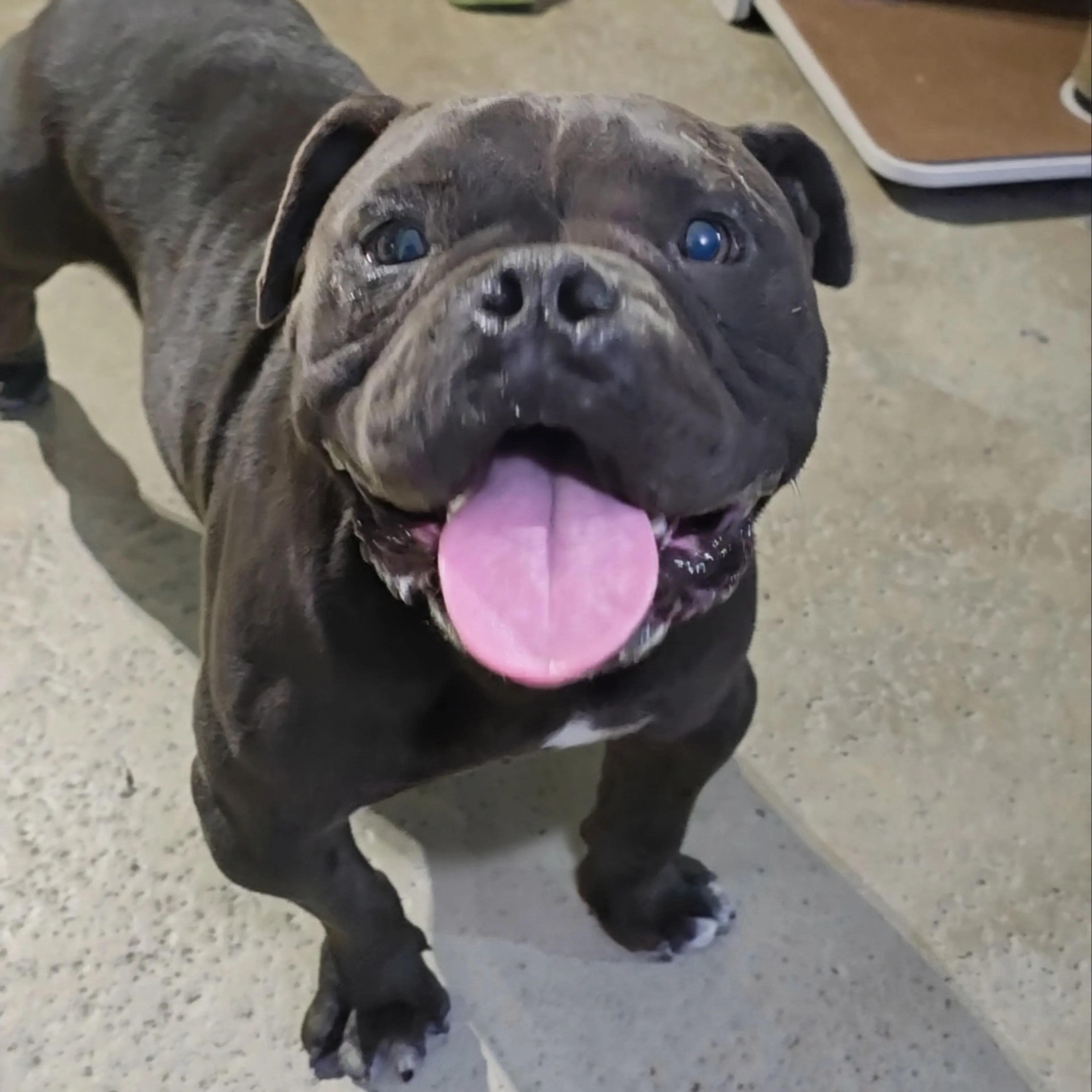 Found pet-2