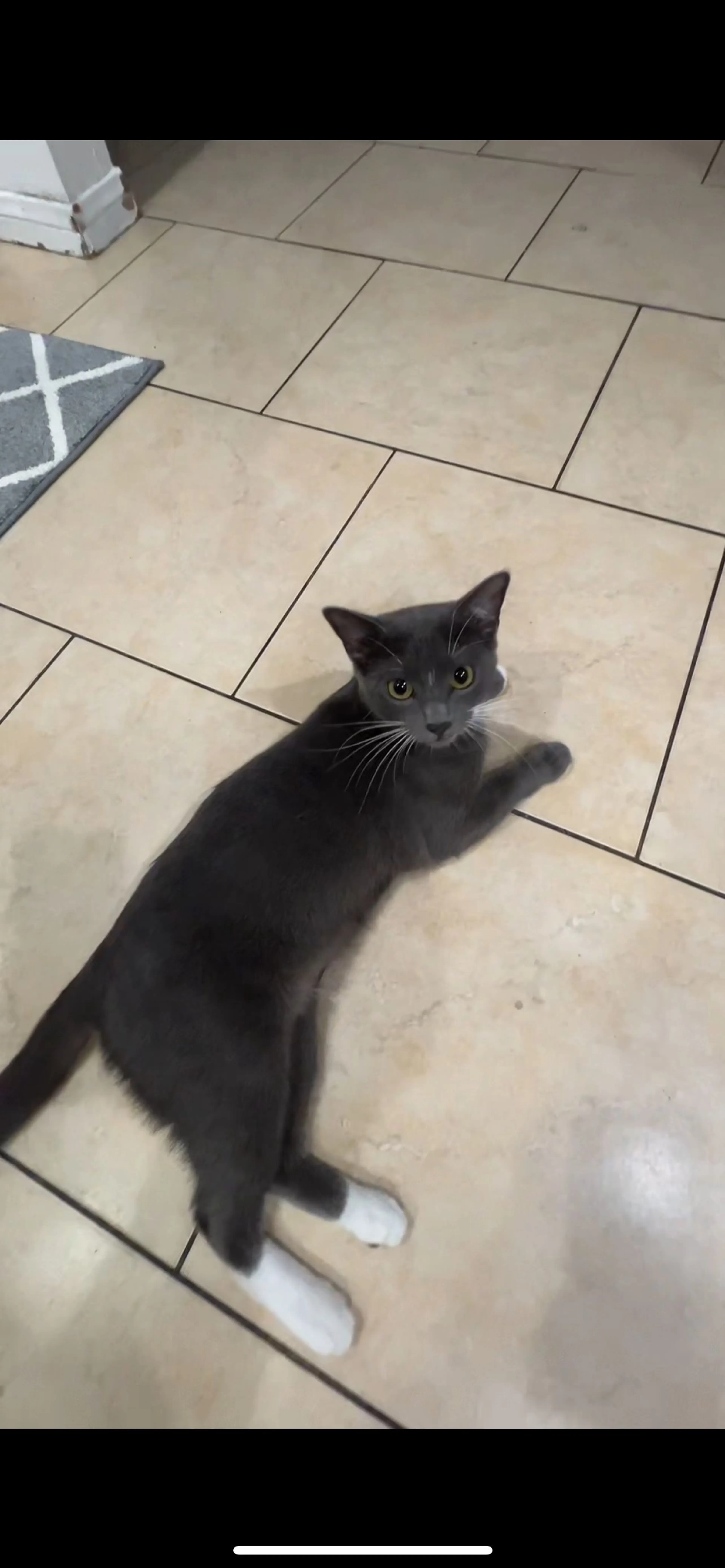 Lost pet-0