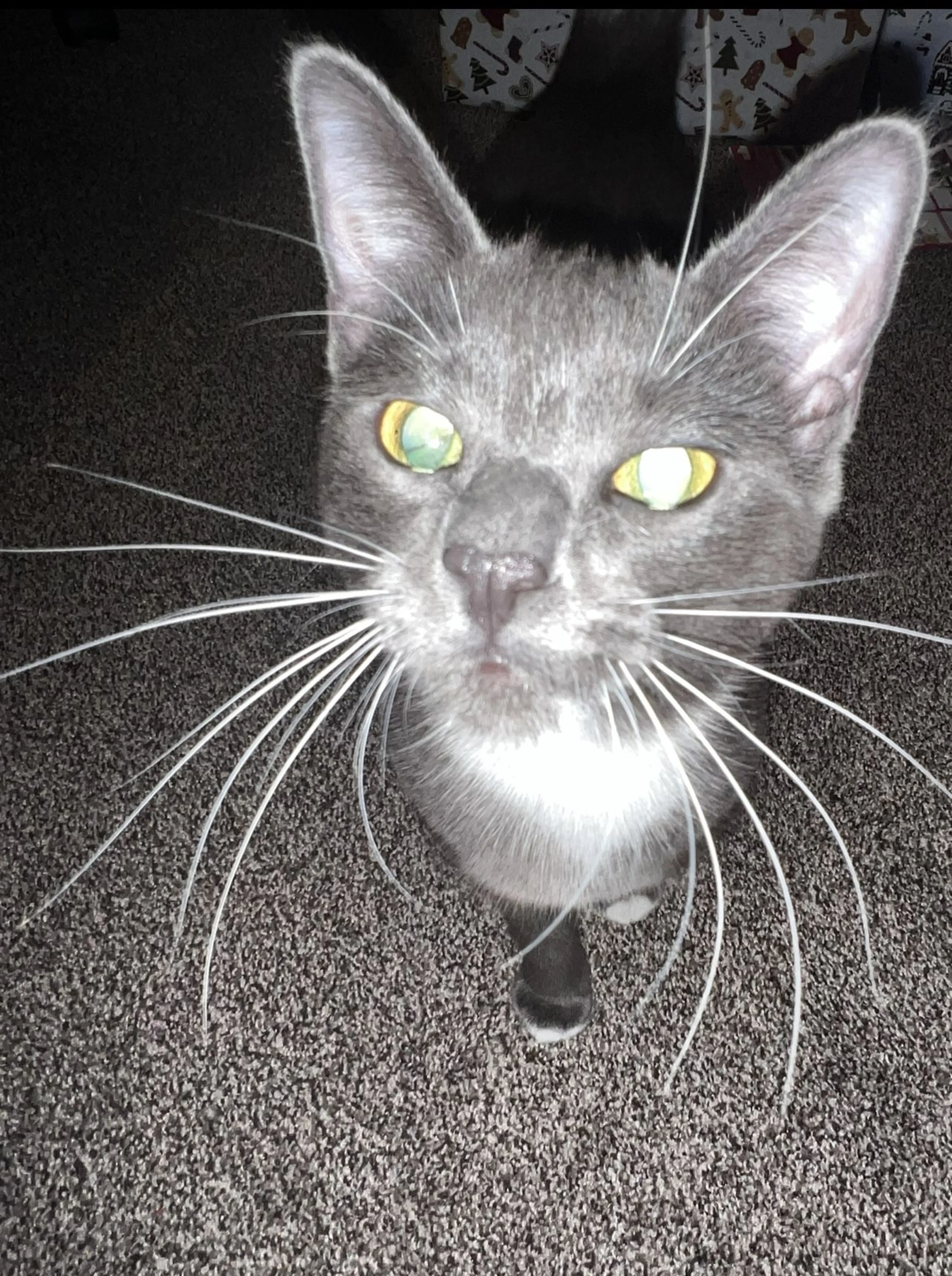 Lost pet-1