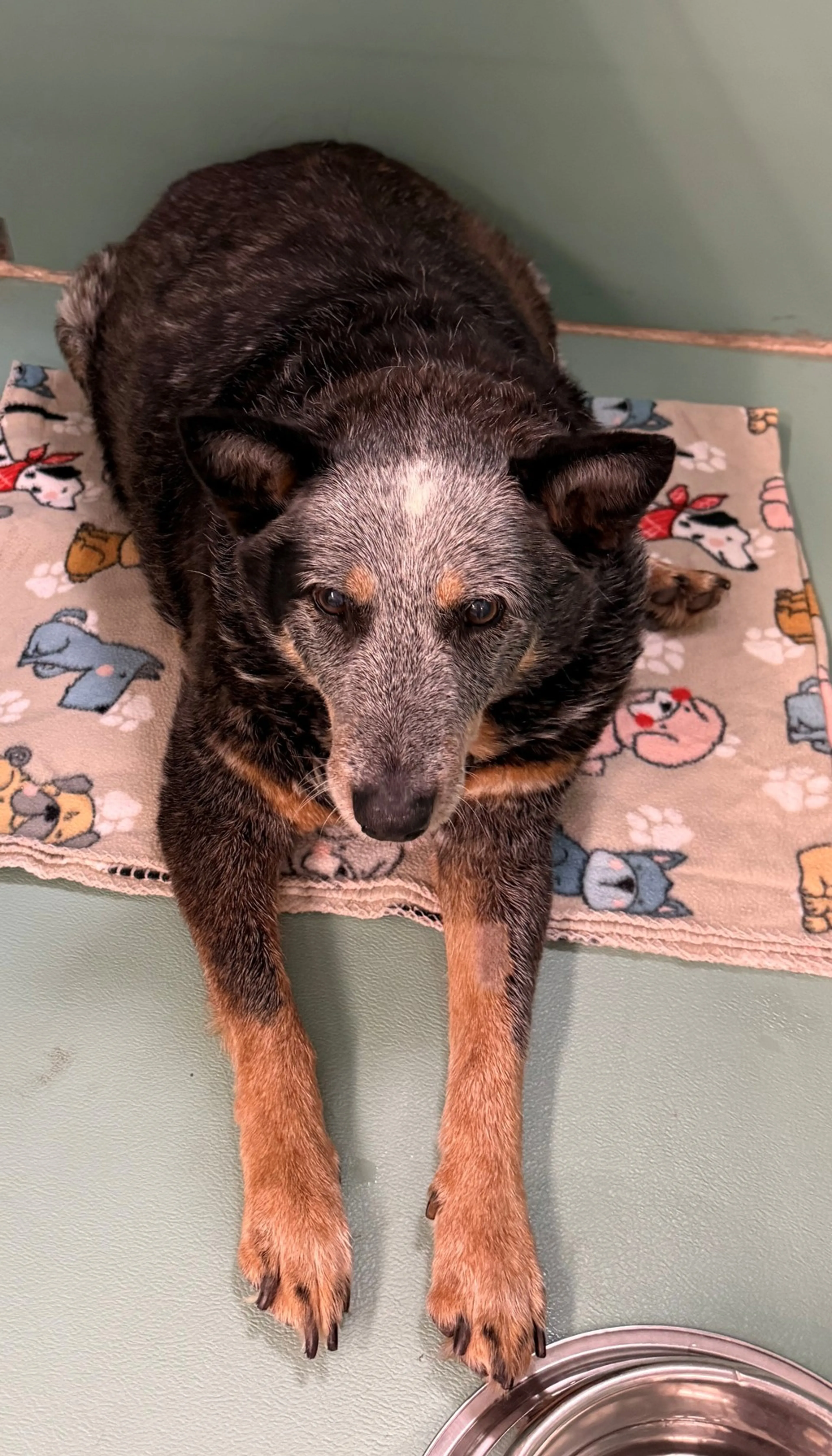 Found pet-1