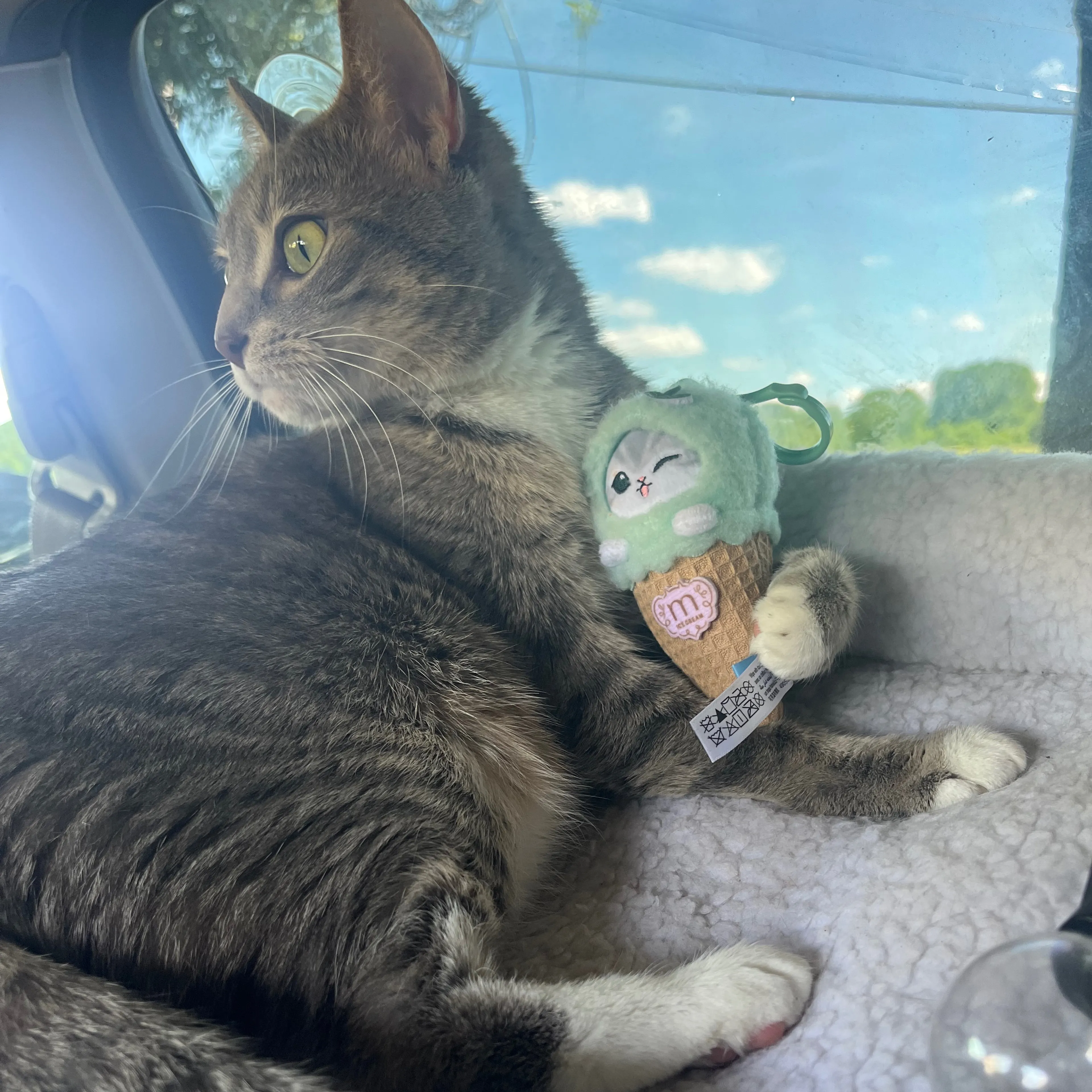 Lost pet-3