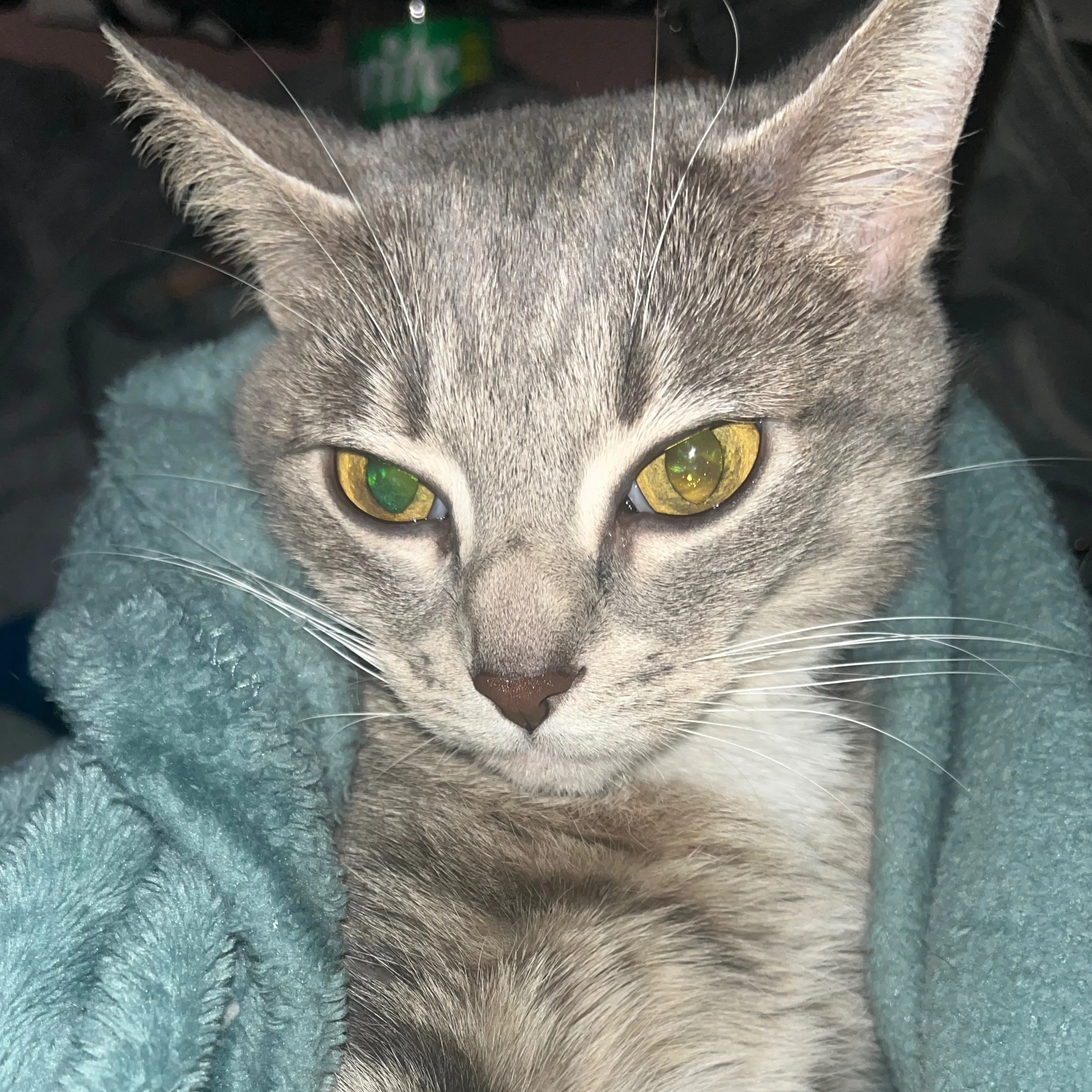 Lost pet-2