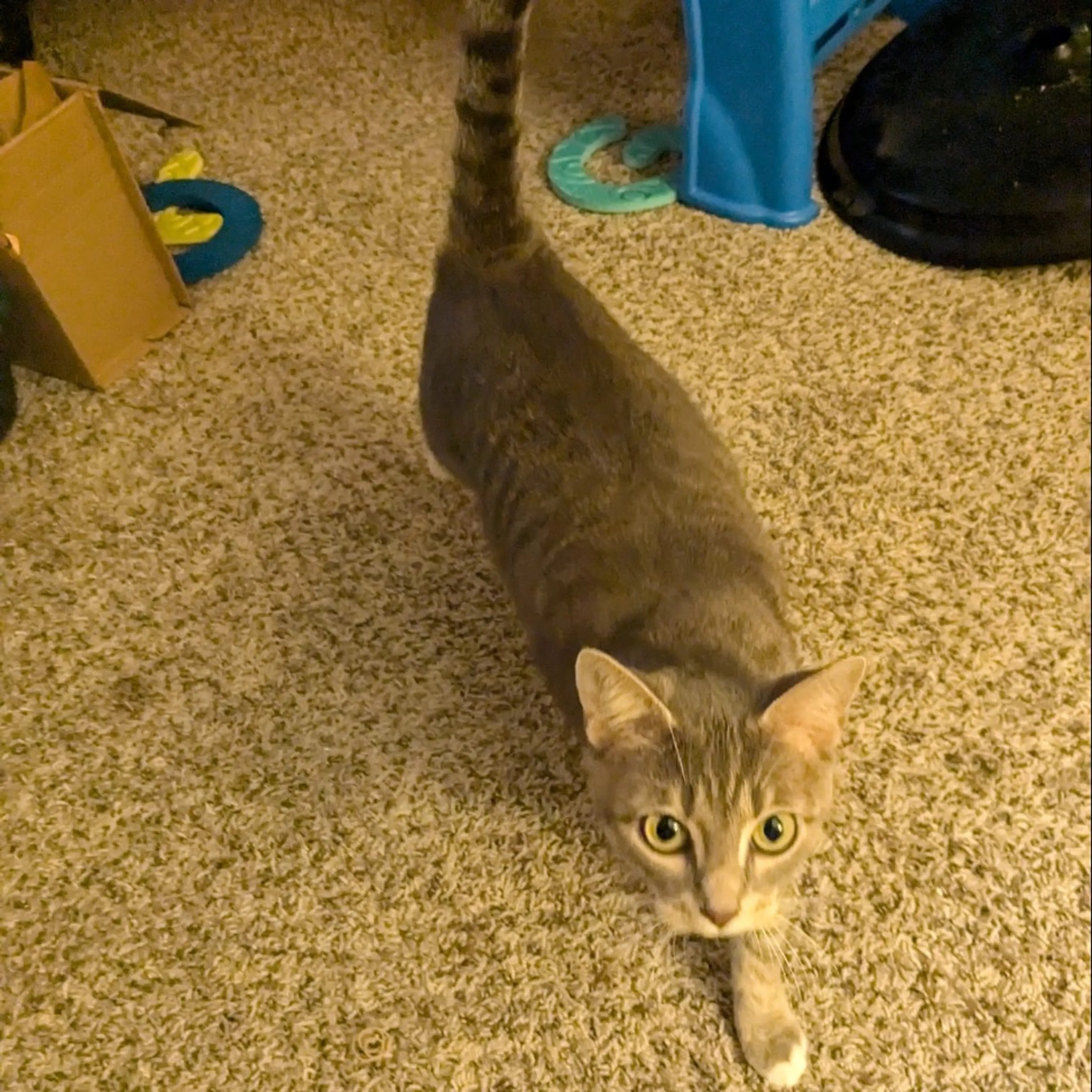 Lost pet-0