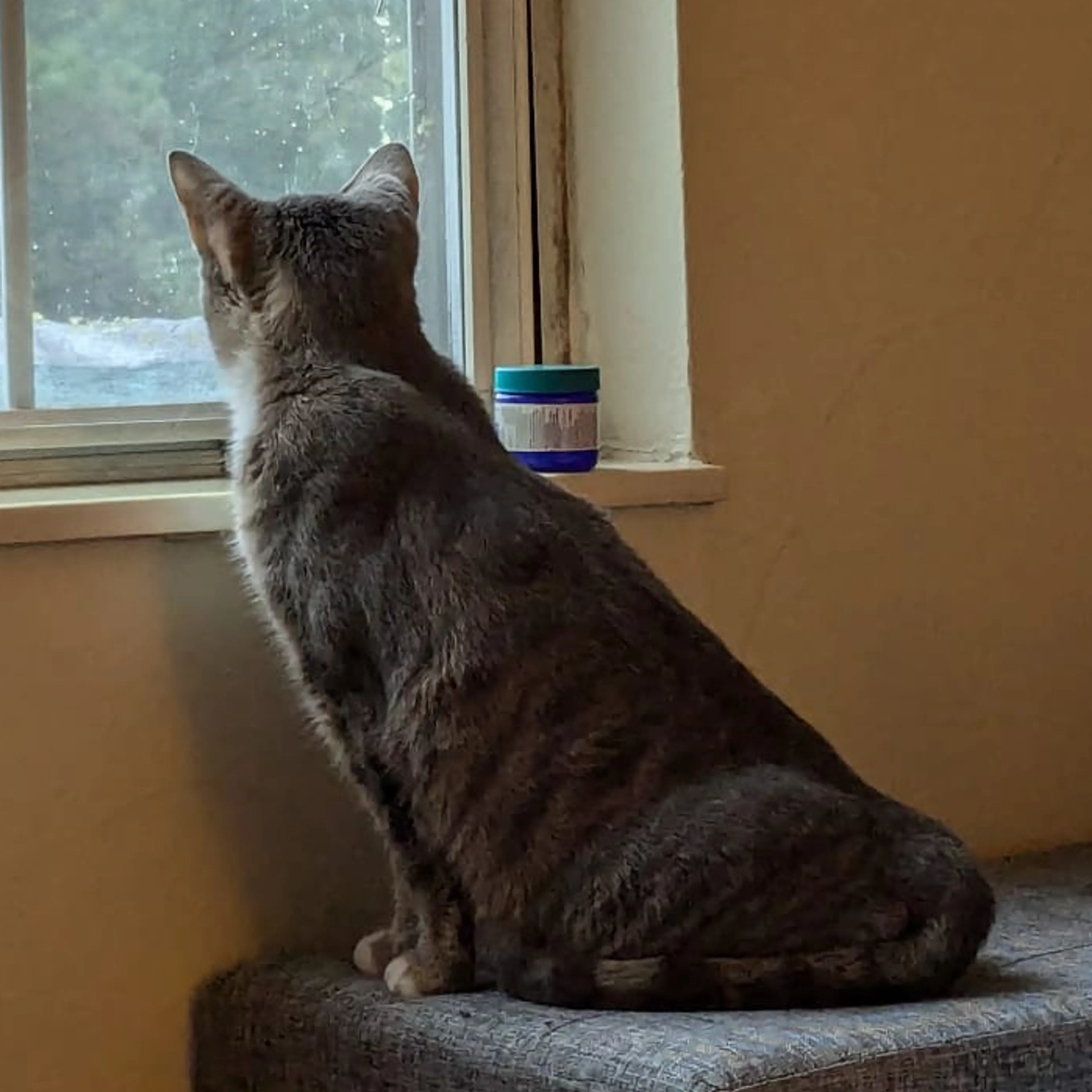 Lost pet-1