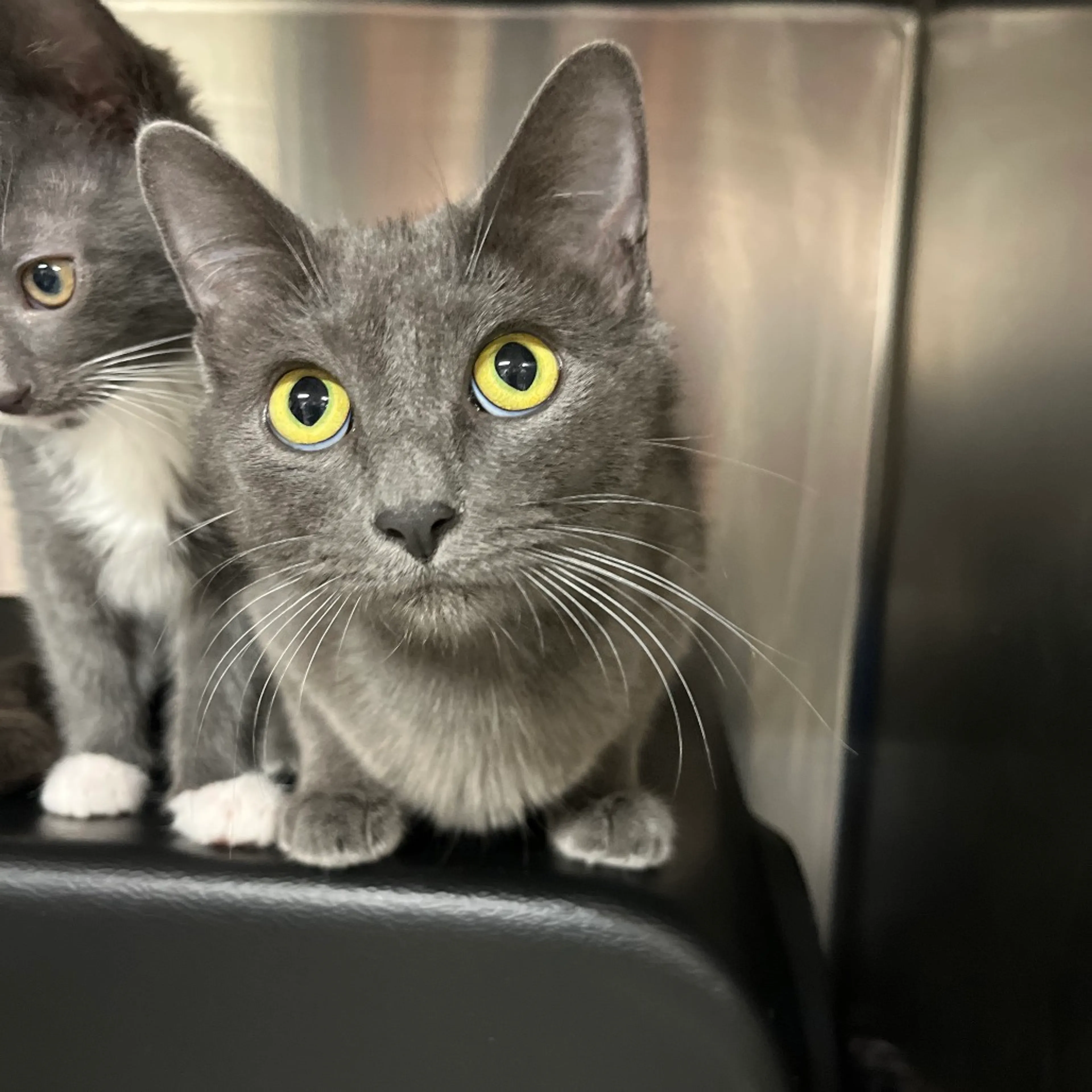 Found pet-1