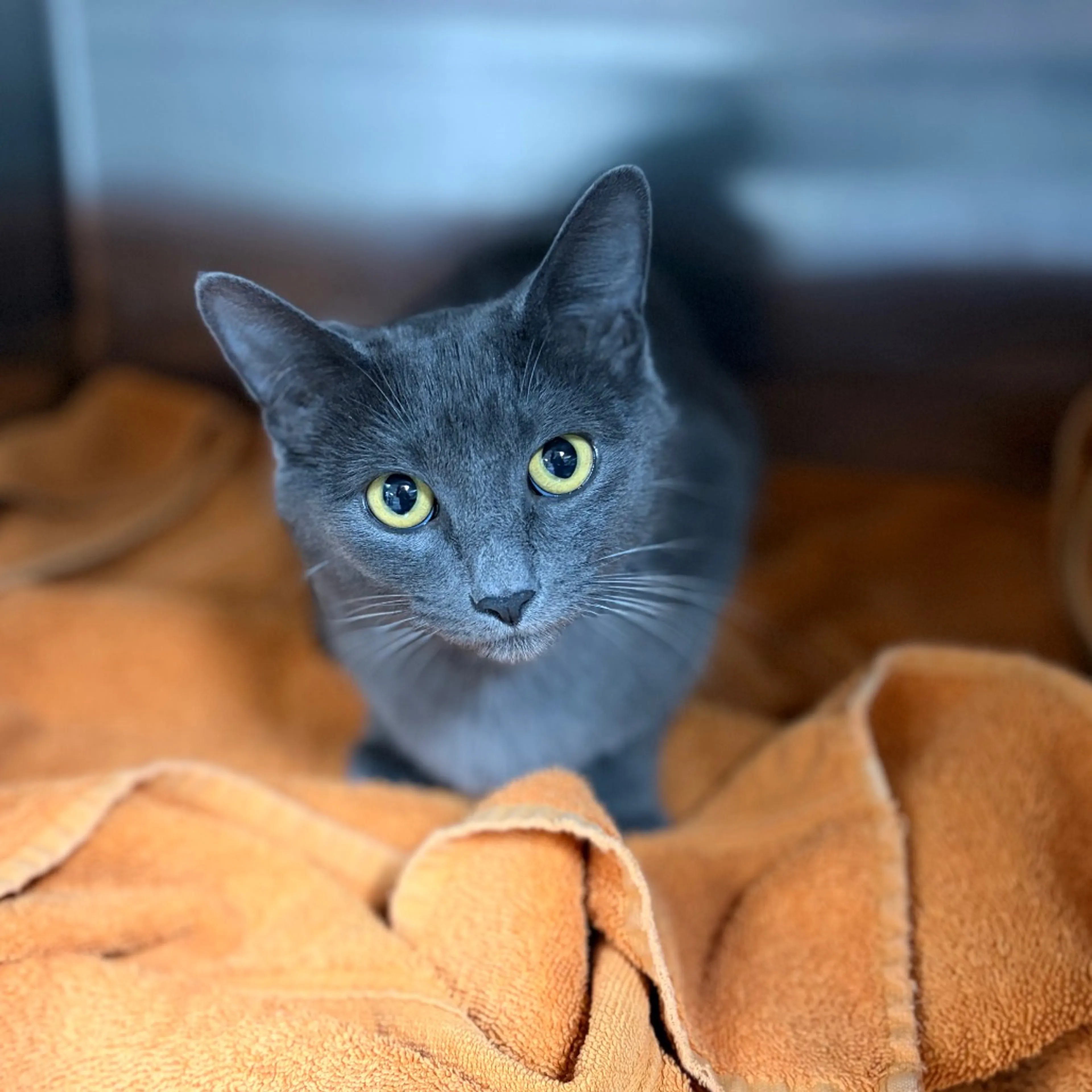 Found pet-4