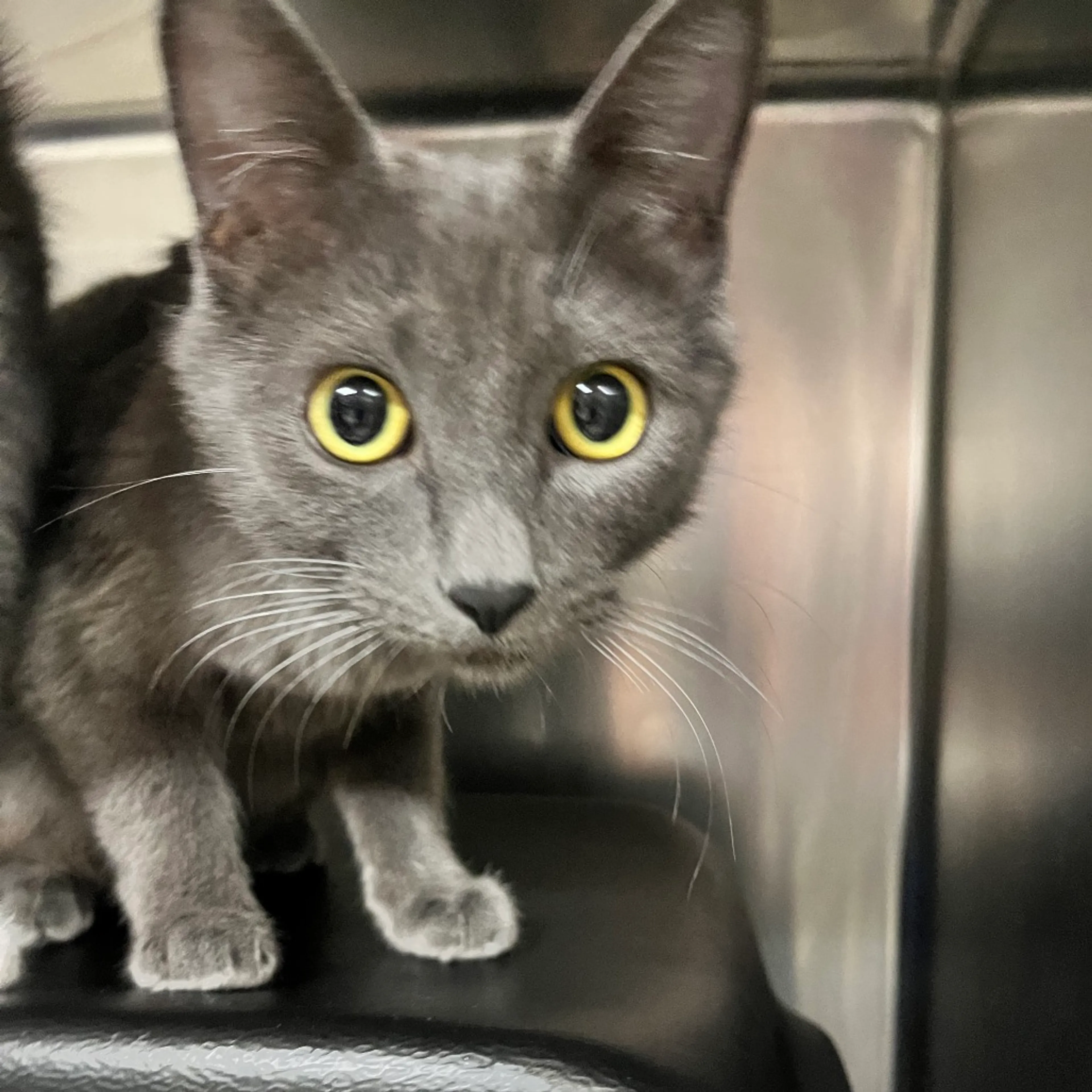 Found pet-2